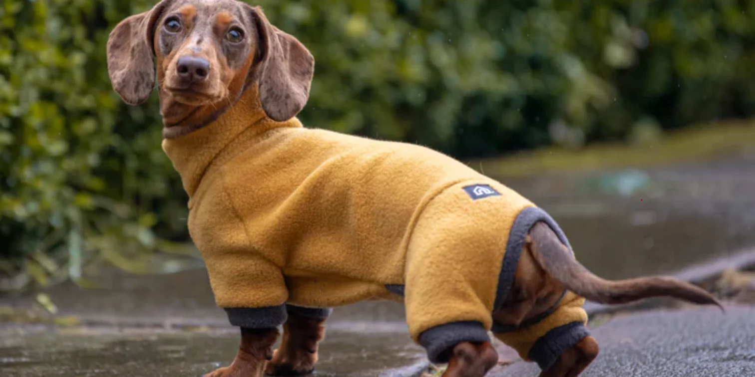 Style for Every Good Dog