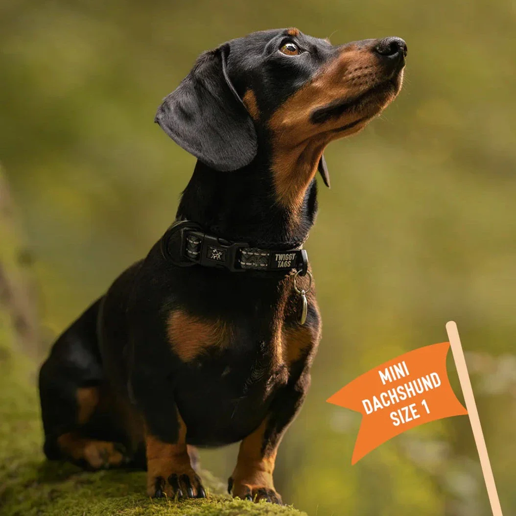 Twiggy Tags Adventure Collar in Petrichor - Image 2