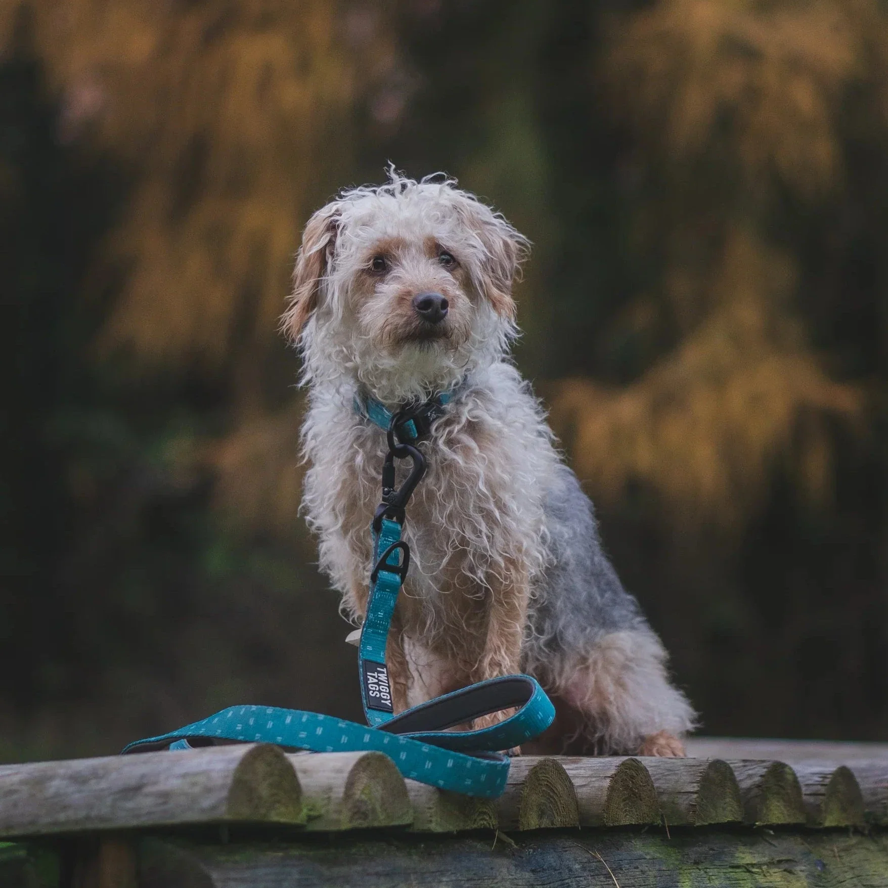 Twiggy Tags Adventure Lead in Tranquil - Image 3