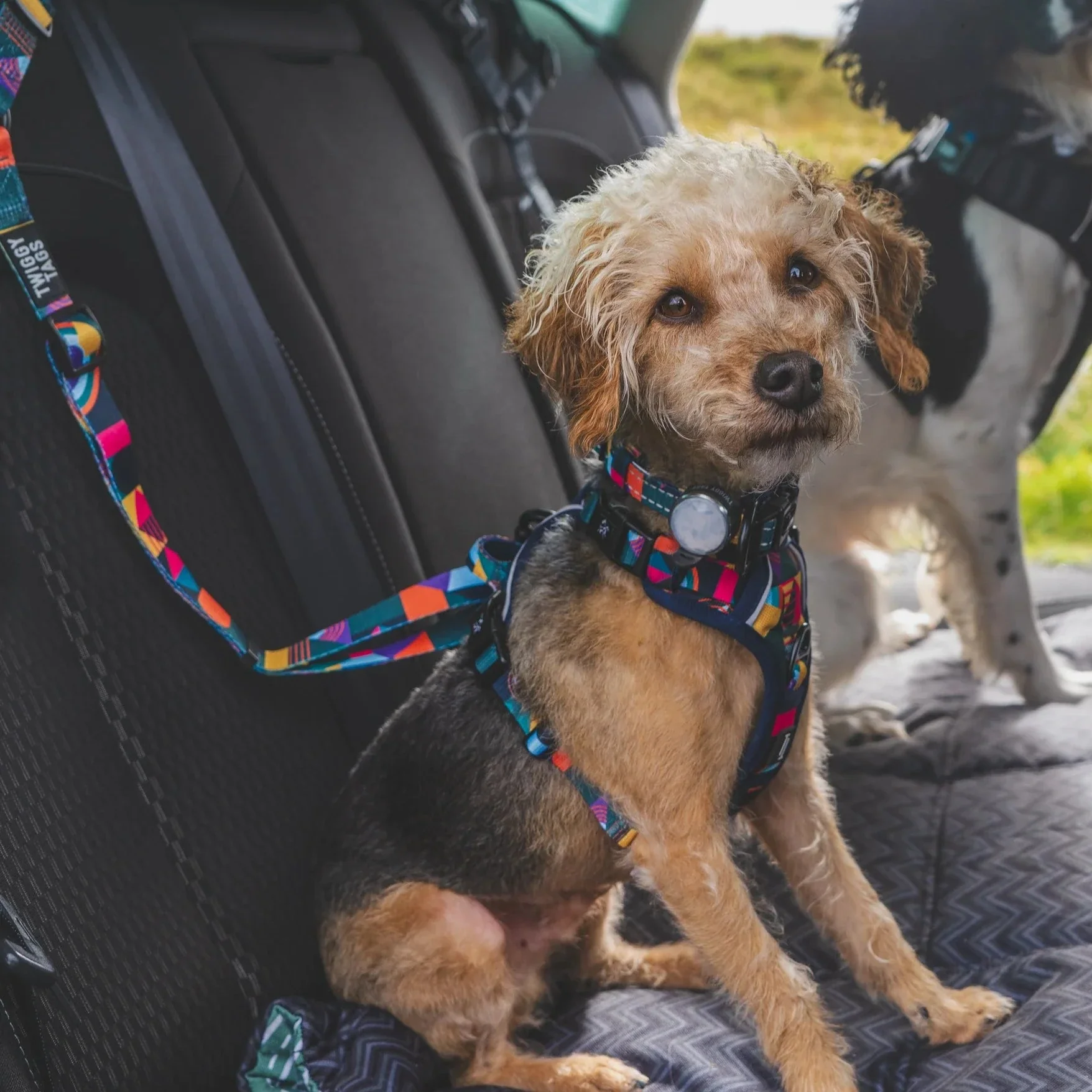Twiggy Tags Adventure Seatbelt - Image 6