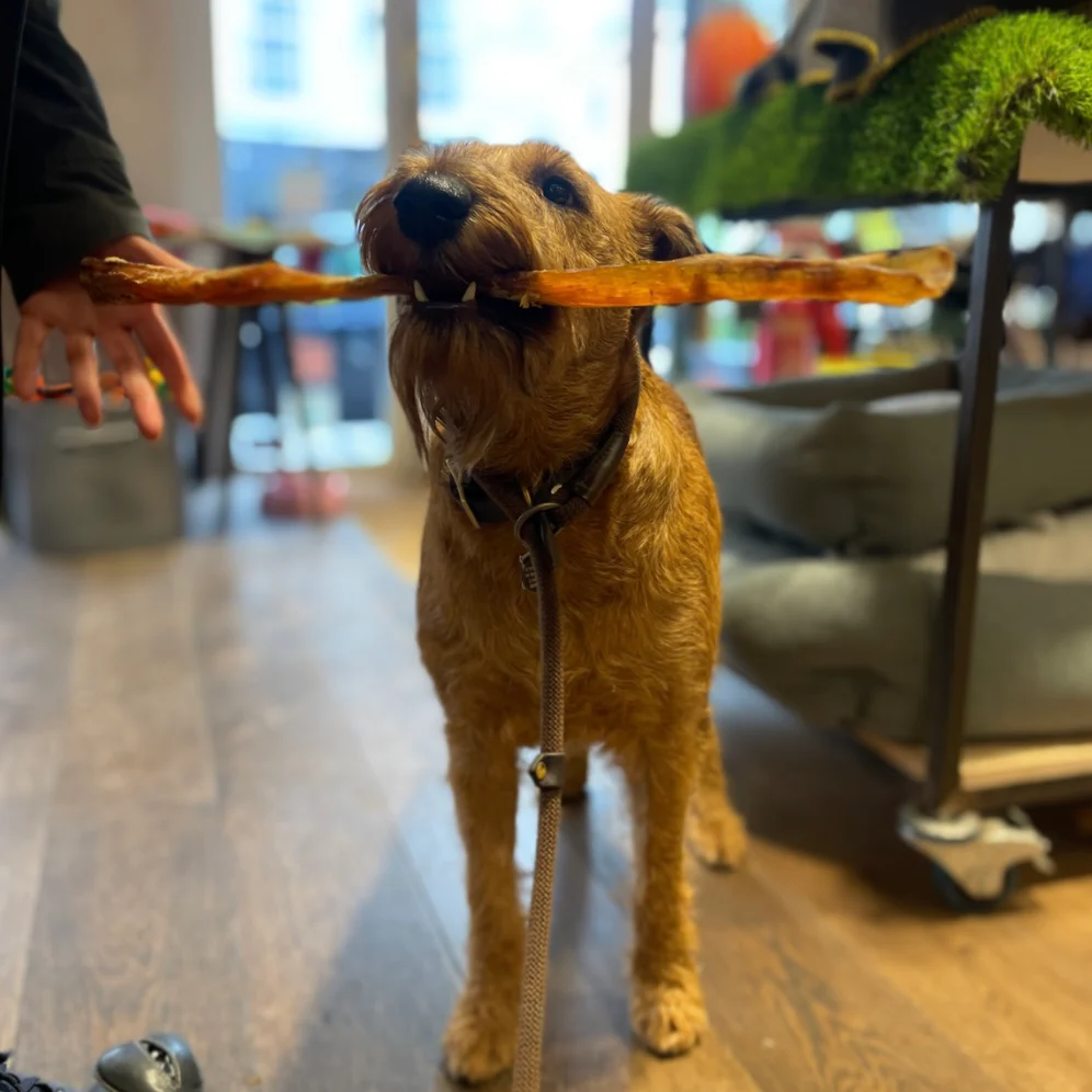Anco Giant Paddywack Stick for Dogs - Image 3