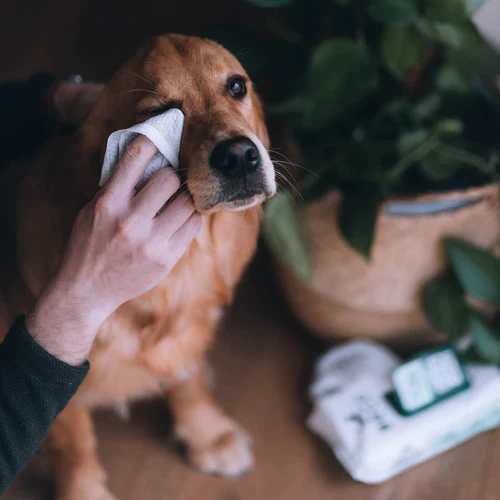 Beco Bamboo Dog Wipes - Image 4