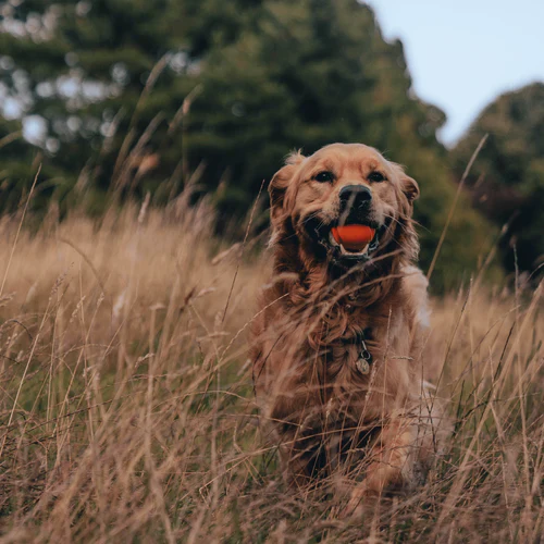 Beco Fetch Ball - Image 5