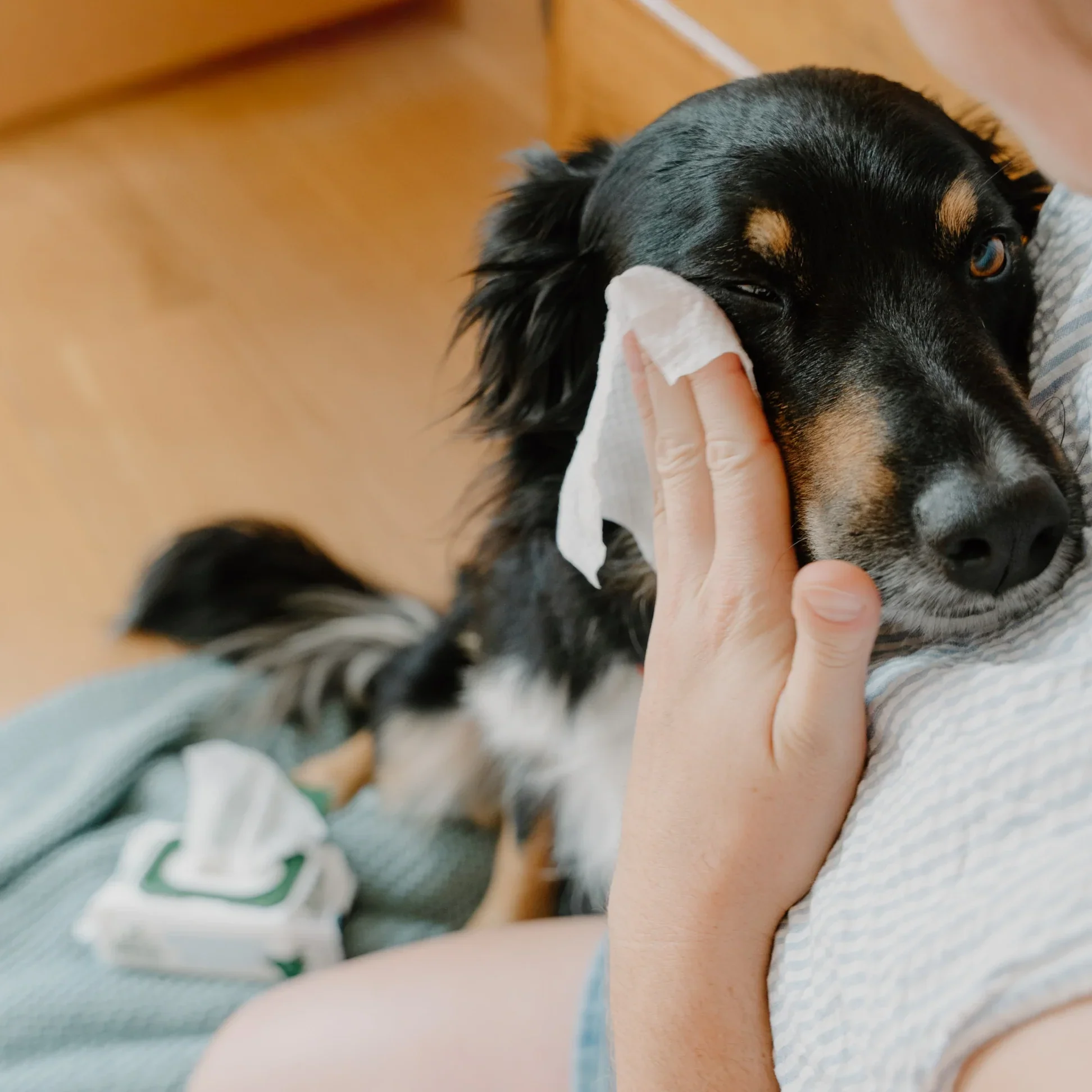 Beco Unscented Eye Wipes - Image 3