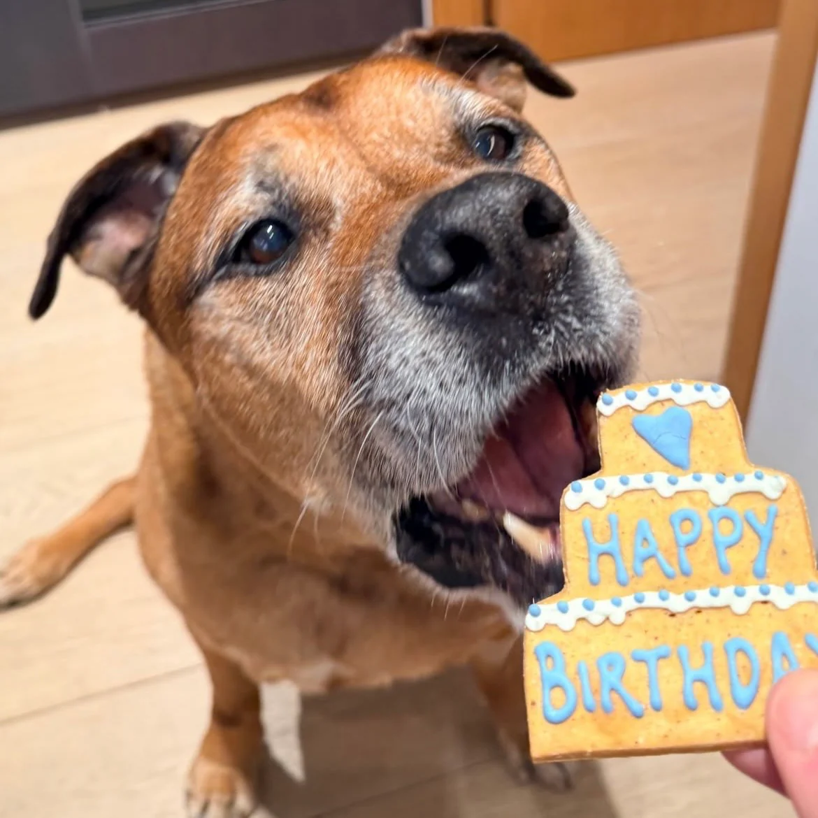 Birthday 3 Tiered Biscuit for Dogs - Image 4