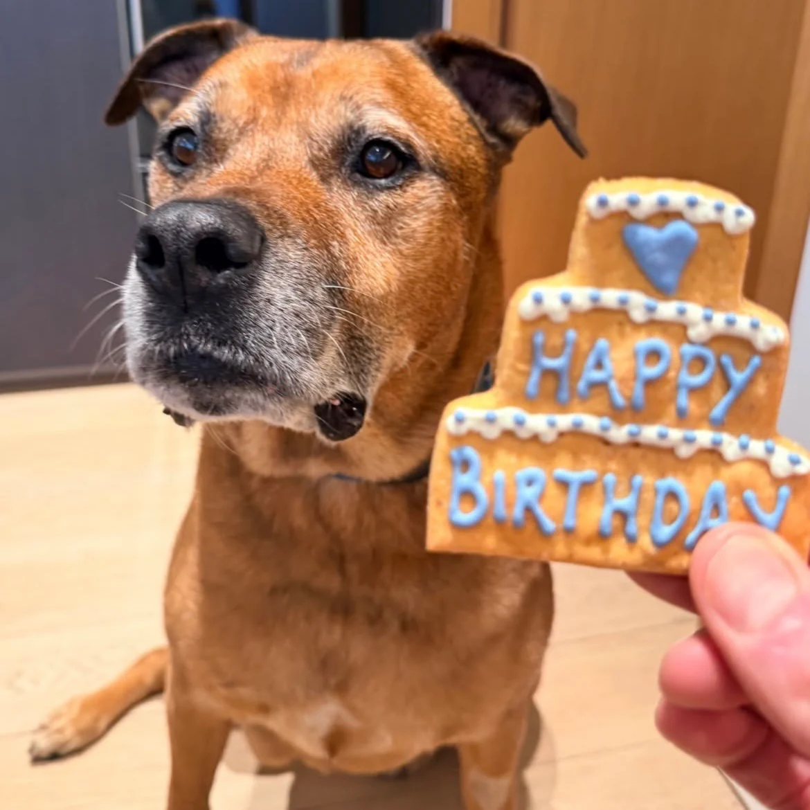 Birthday 3 Tiered Biscuit for Dogs - Image 5