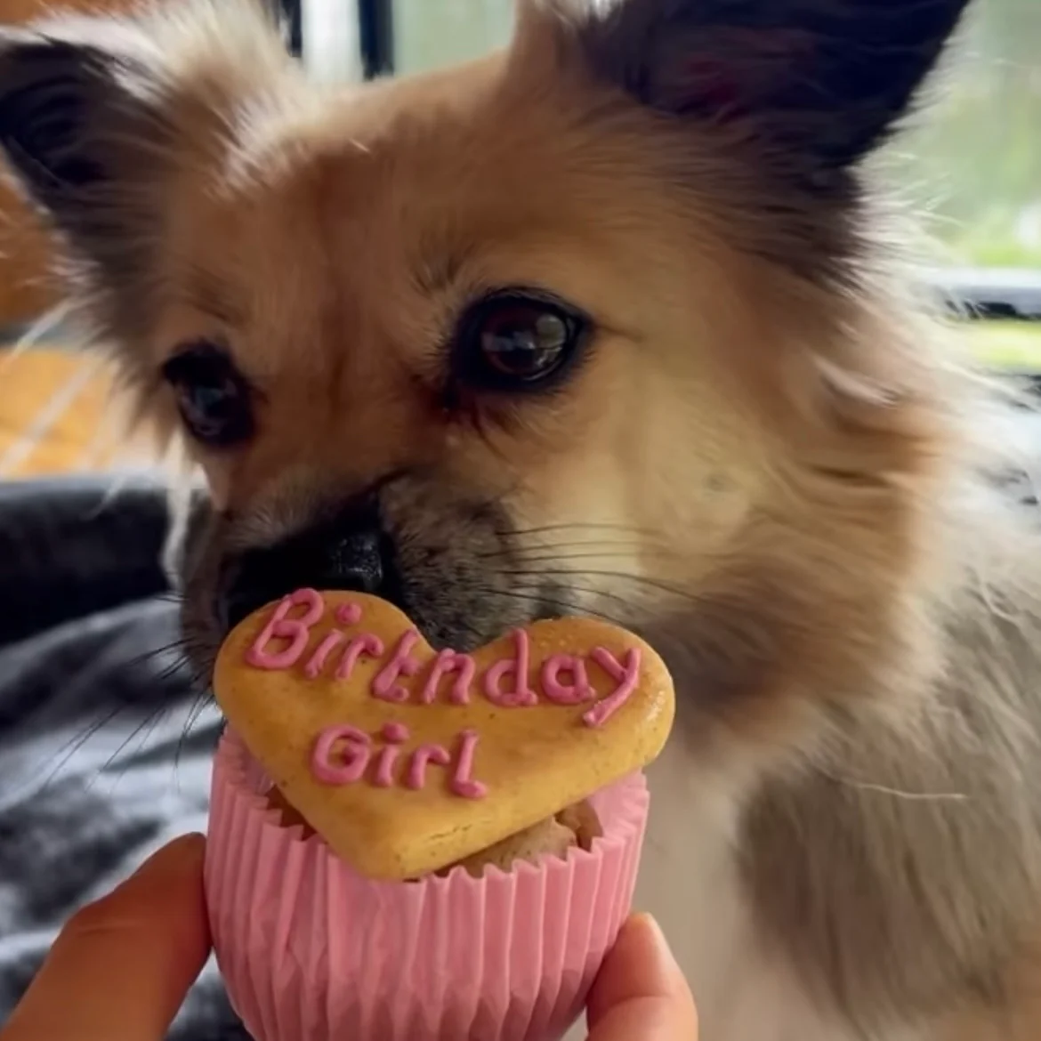 Birthday Boy or Girl Cupcake for Dogs - Image 6