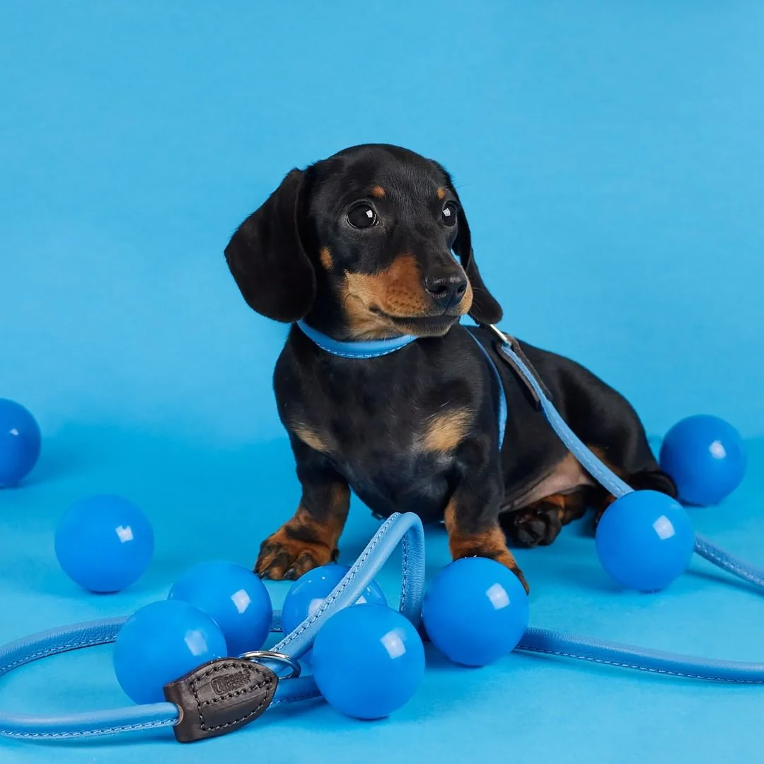 D&H Blue Rolled Leather Dog Collar - Image 2