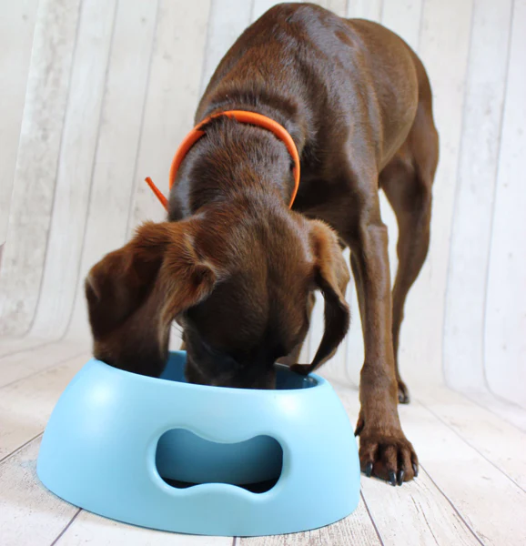 Pappy Bone Dog Bowl Orange - Image 3