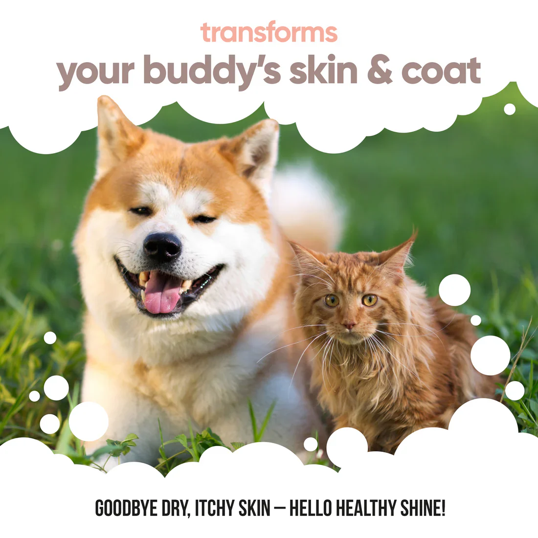 Buddycare Salmon Oil for Dogs - Image 5
