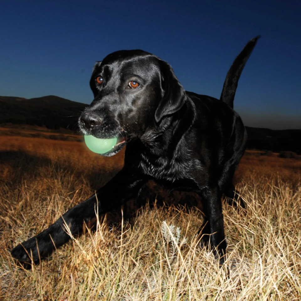 ChuckIt Max Glow in the Dark Ball - Image 8
