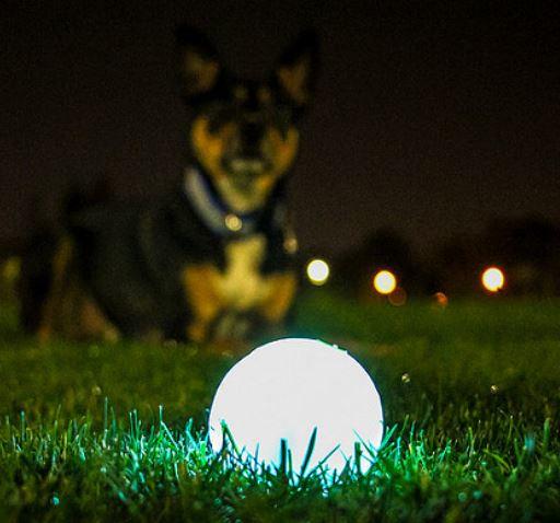 ChuckIt Max Glow in the Dark Ball - Image 9