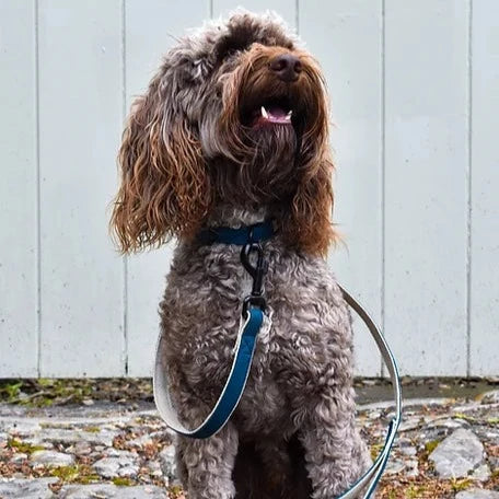 Handmade Cork Eco Dog Leads - Image 10