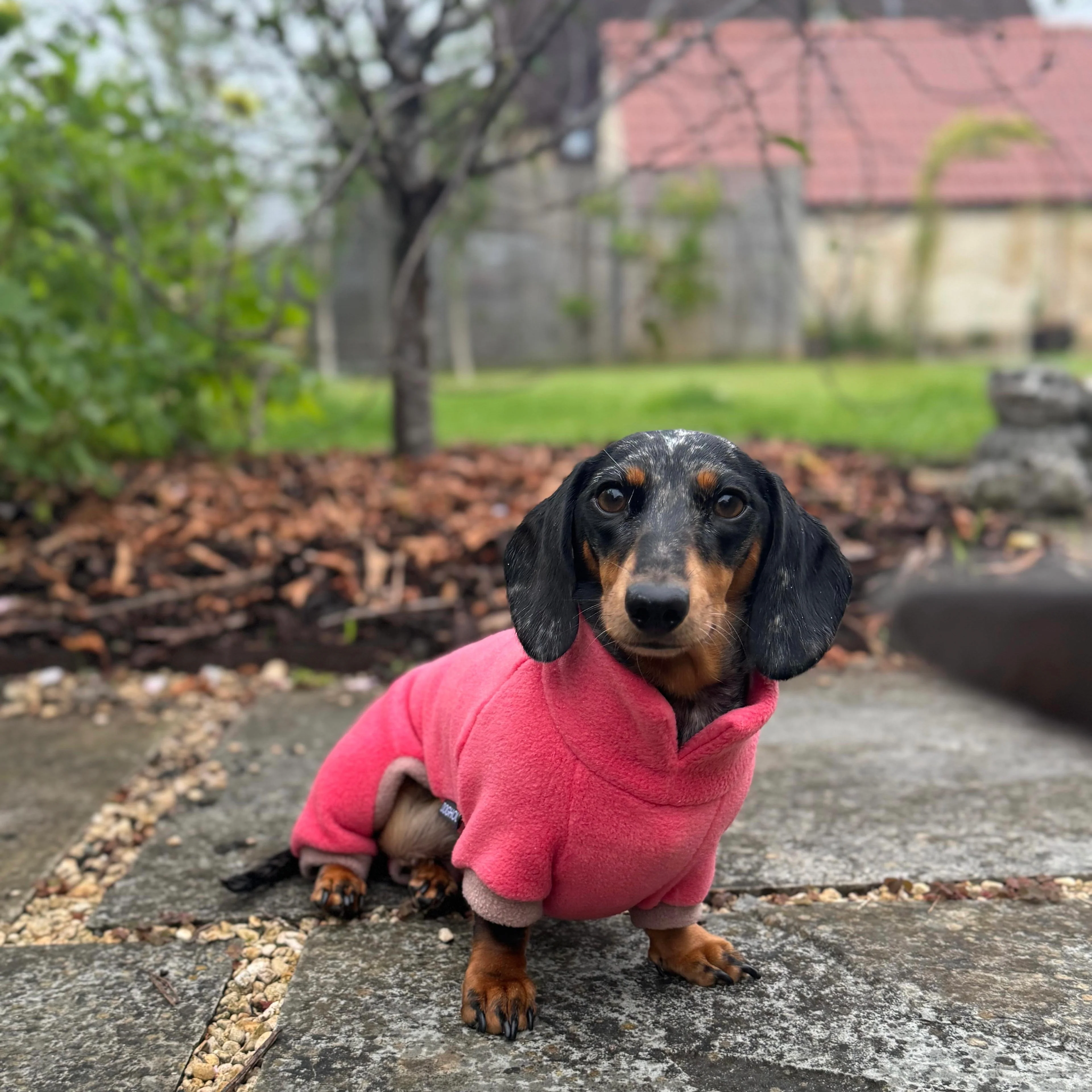 Dachshund Fleece Winter Suits with 4 Legs - Image 10