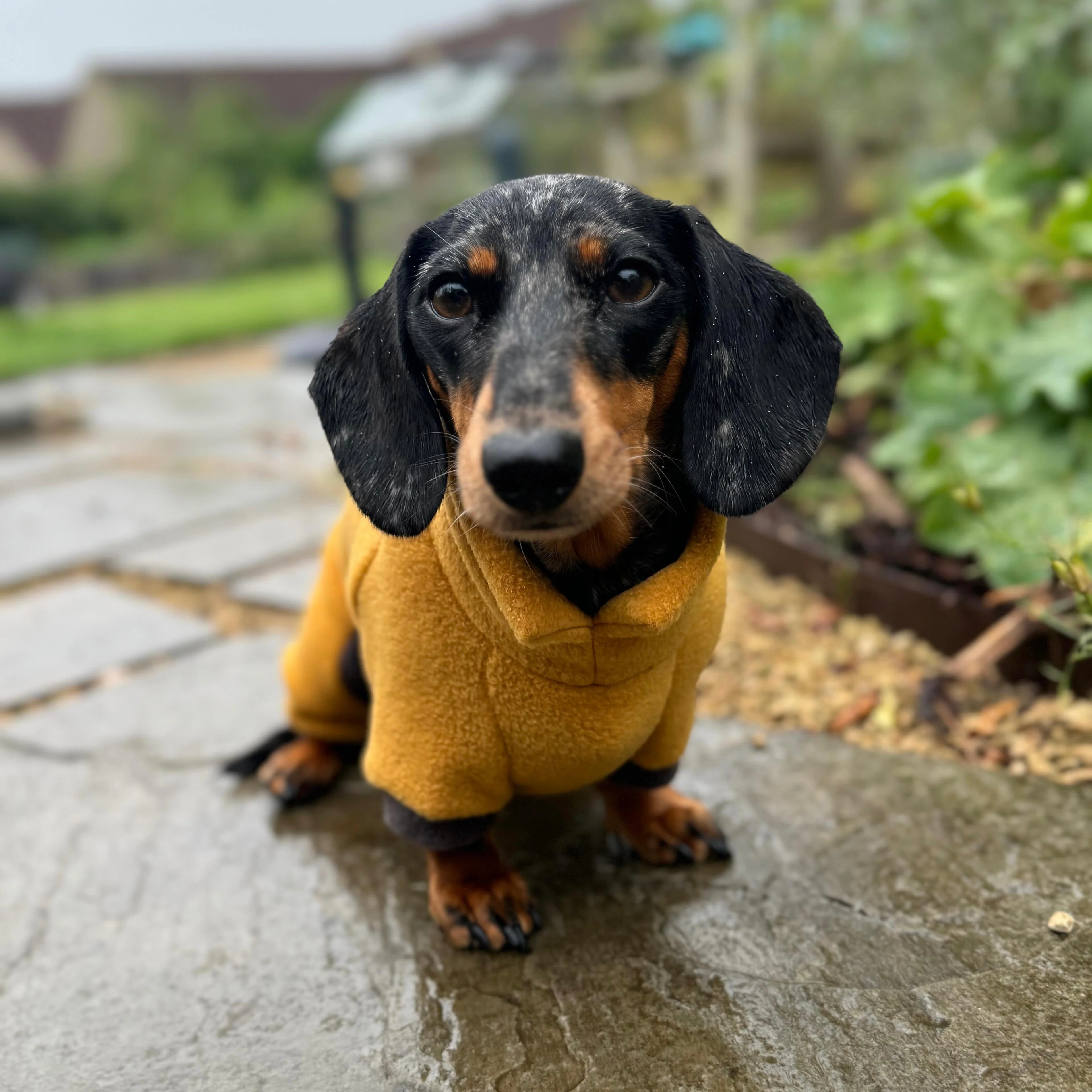 Dachshund Fleece Winter Suits with 4 Legs - Image 11