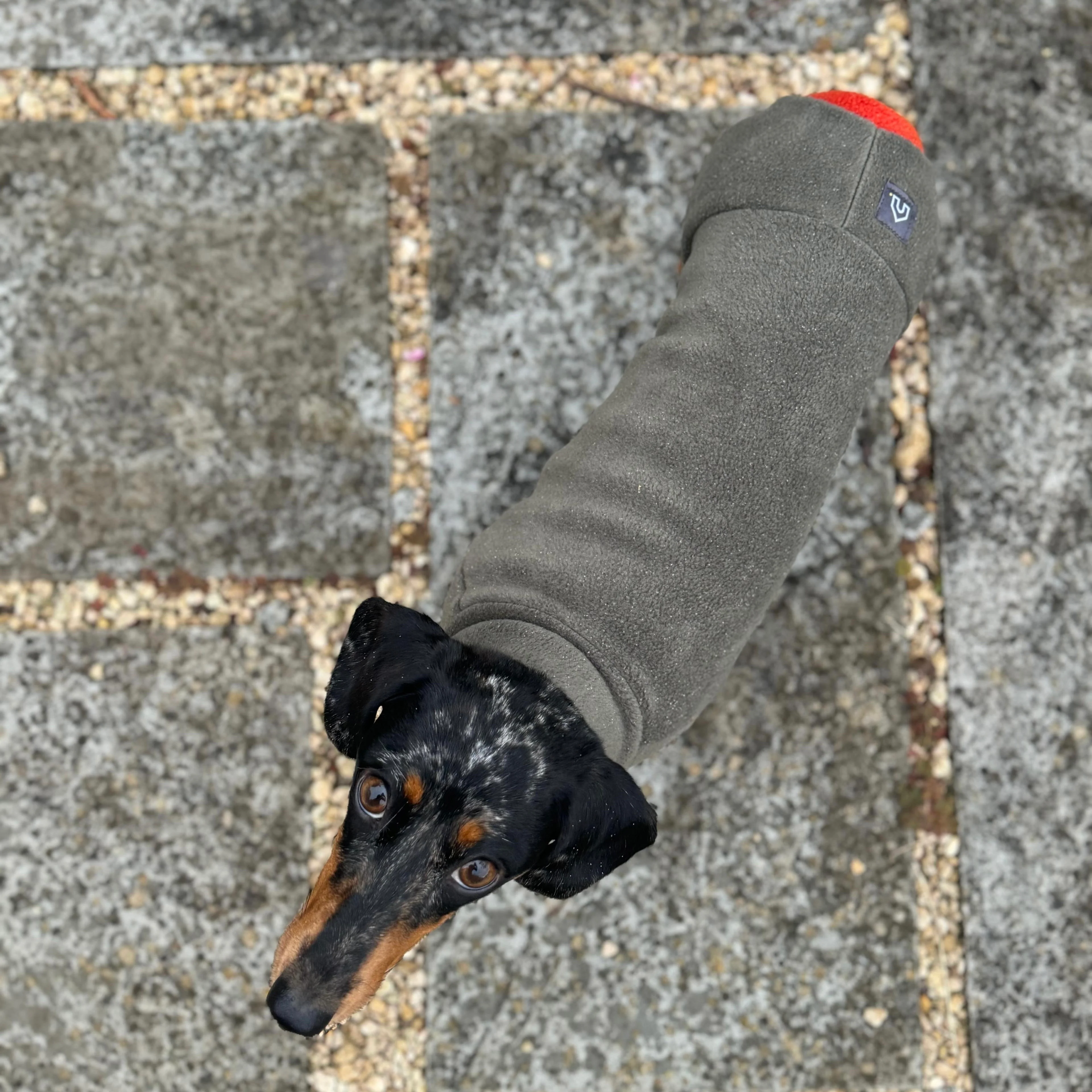 Dachshund Fleece Winter Suits with 4 Legs - Image 12
