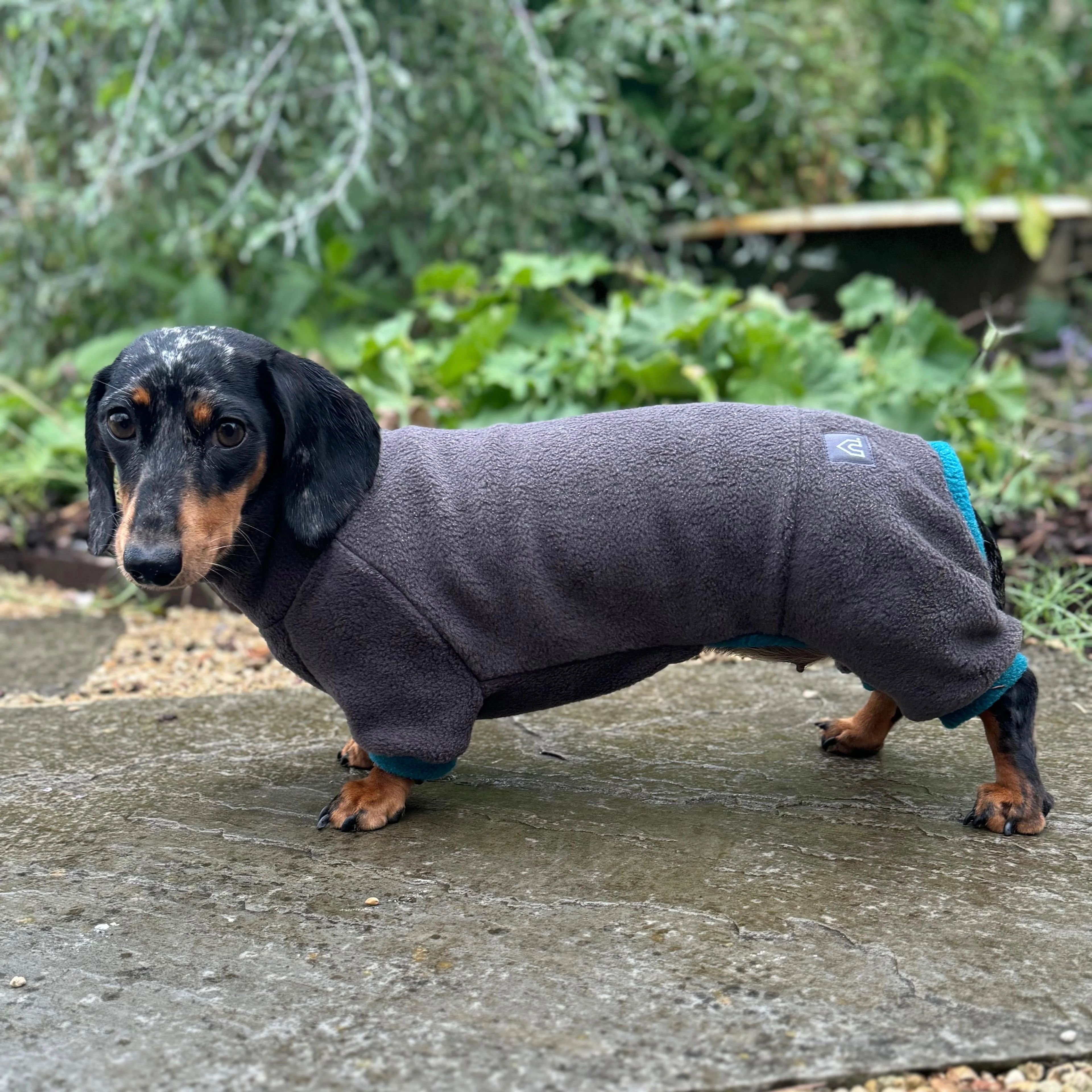 Dachshund Fleece Winter Suits with 4 Legs - Image 13