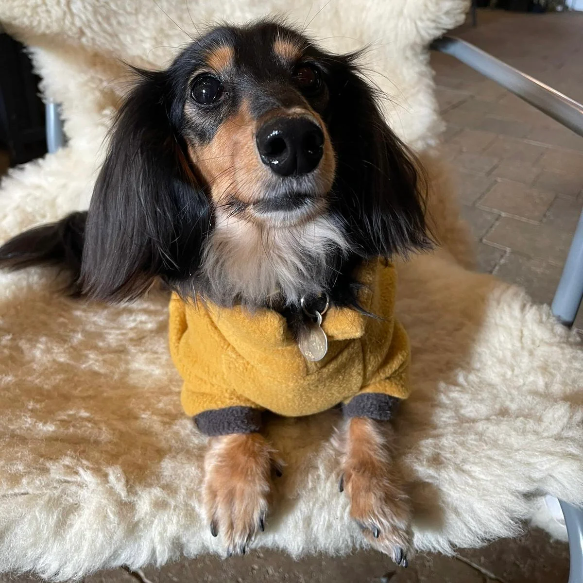 Dachshund Fleece Winter Suits with 4 Legs - Image 14