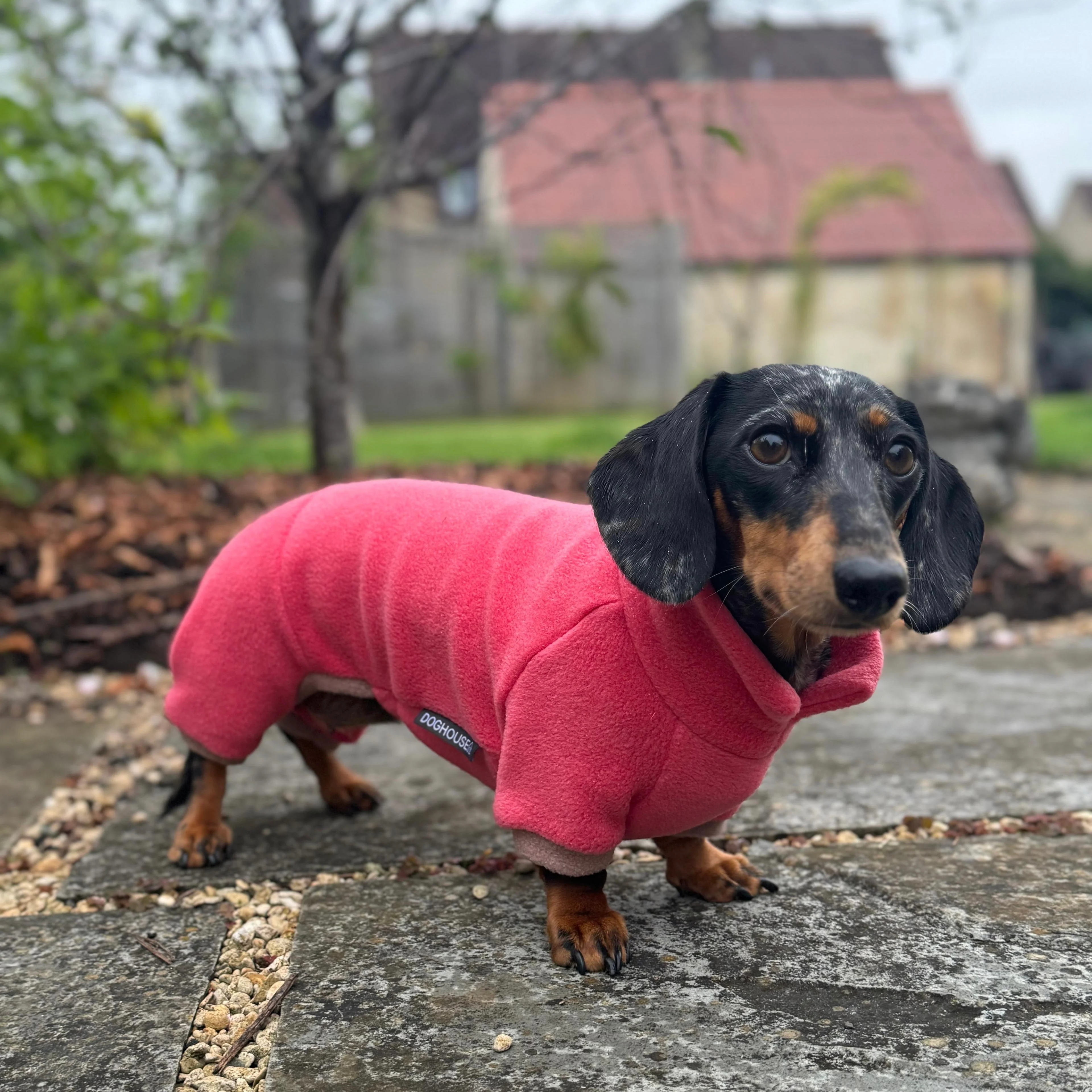 Dachshund Fleece Winter Suits with 4 Legs - Image 6