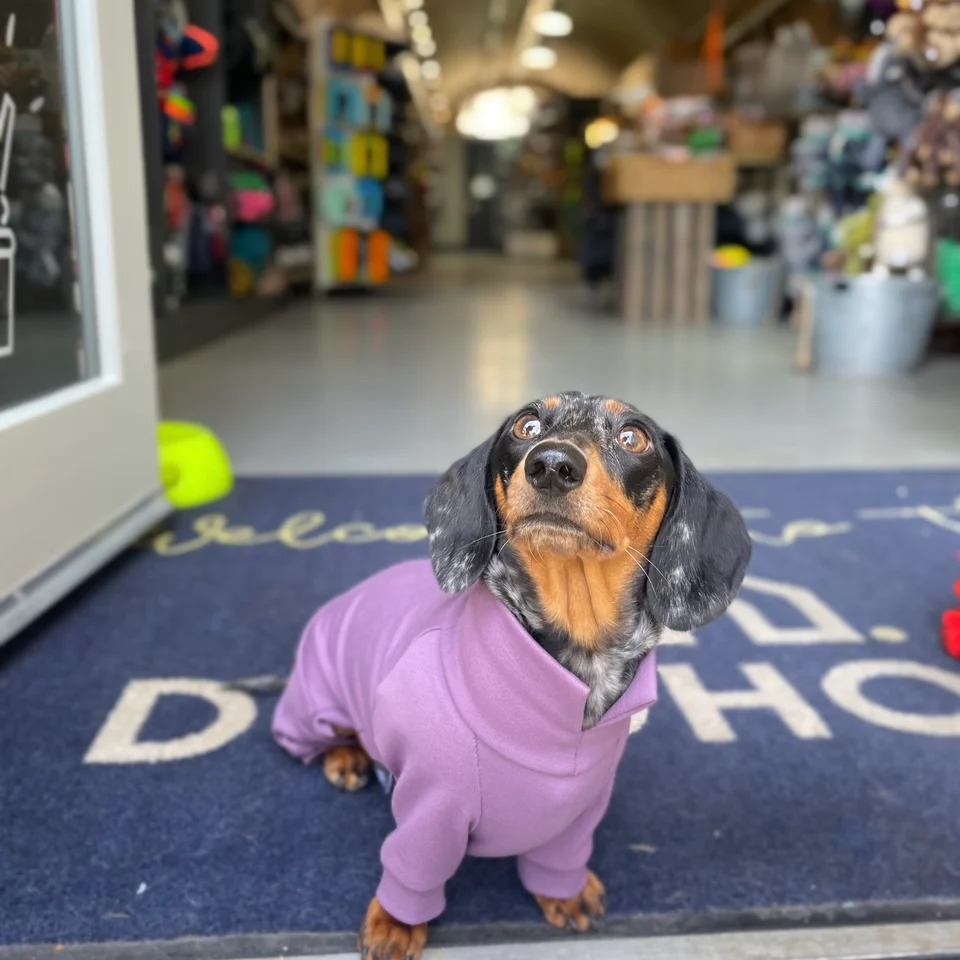 Dachshund Summer Suits with 4 Legs - Image 10