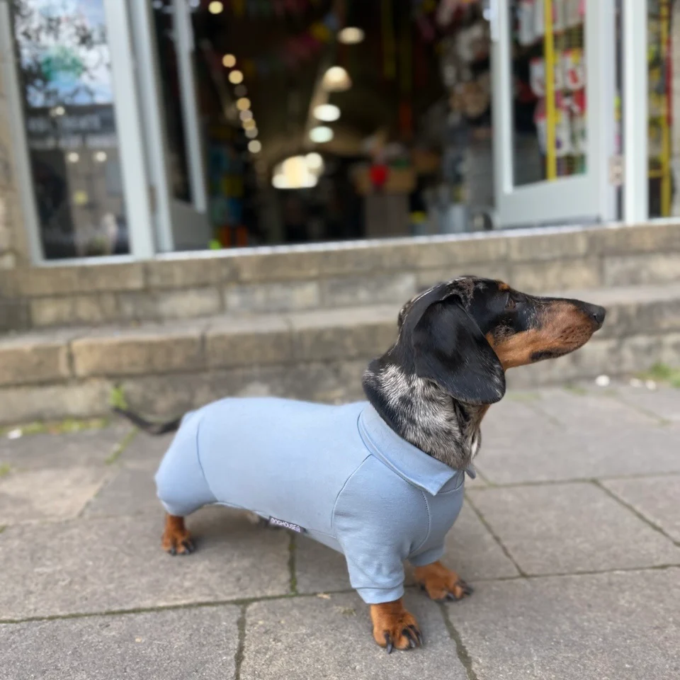 Dachshund Summer Suits with 4 Legs - Image 13