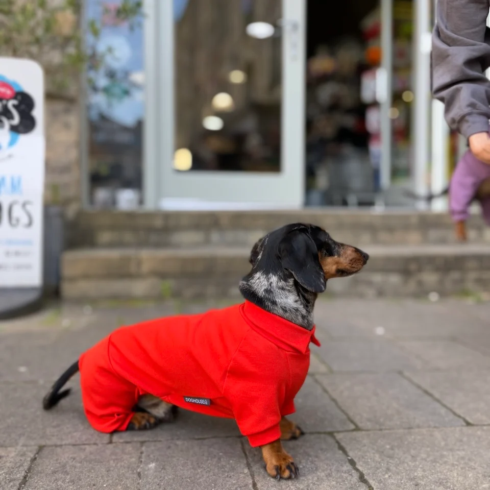 Dachshund Summer Suits with 4 Legs - Image 3