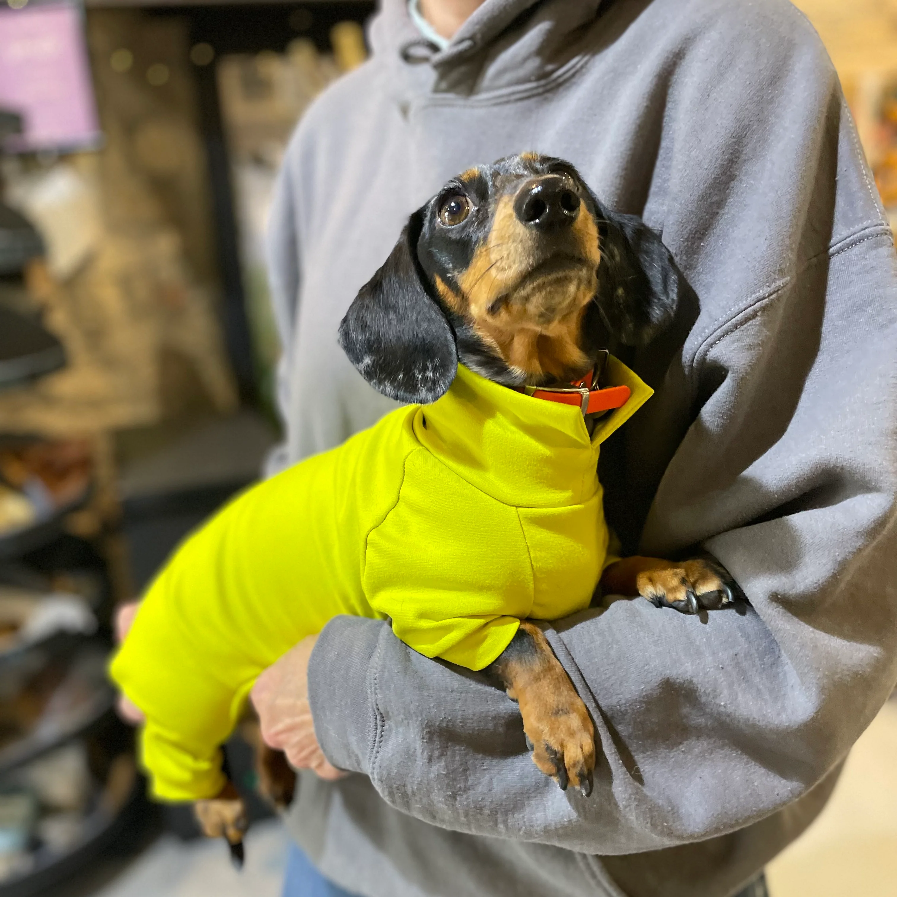 Dachshund Summer Suits with 4 Legs - Image 4