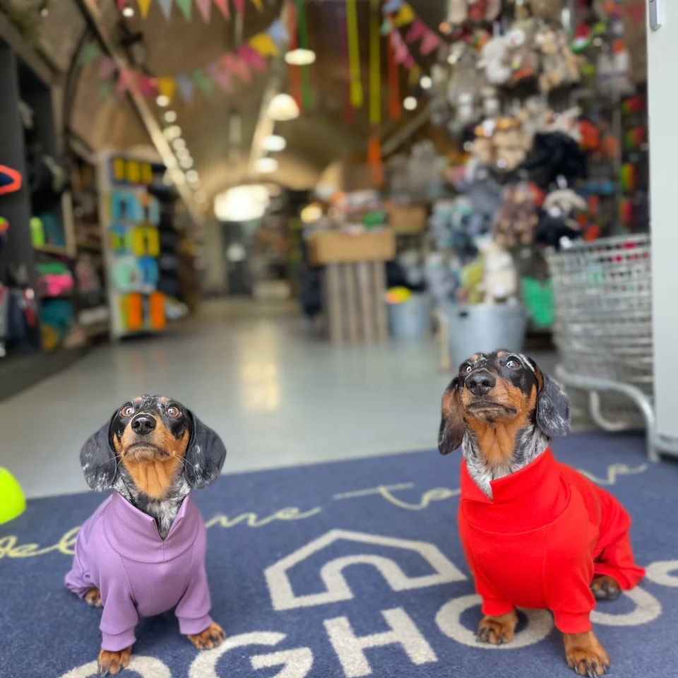 Dachshund Summer Suits with 4 Legs - Image 5