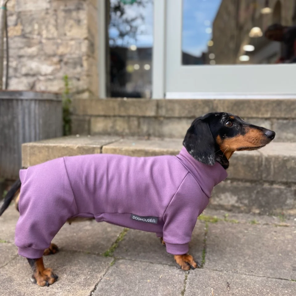 Dachshund Summer Suits with 4 Legs - Image 7