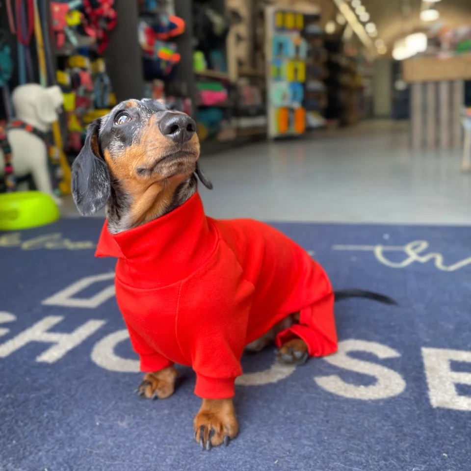 Dachshund Summer Suits with 4 Legs - Image 8
