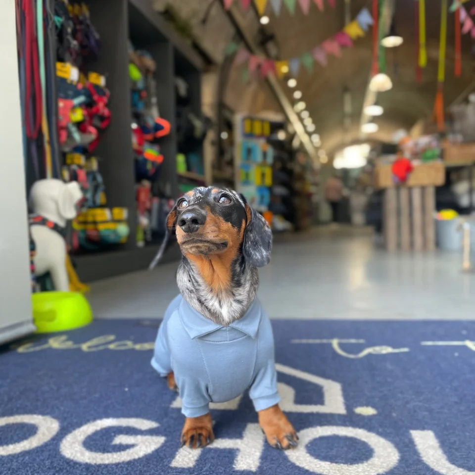 Dachshund Summer Suits with 4 Legs - Image 9