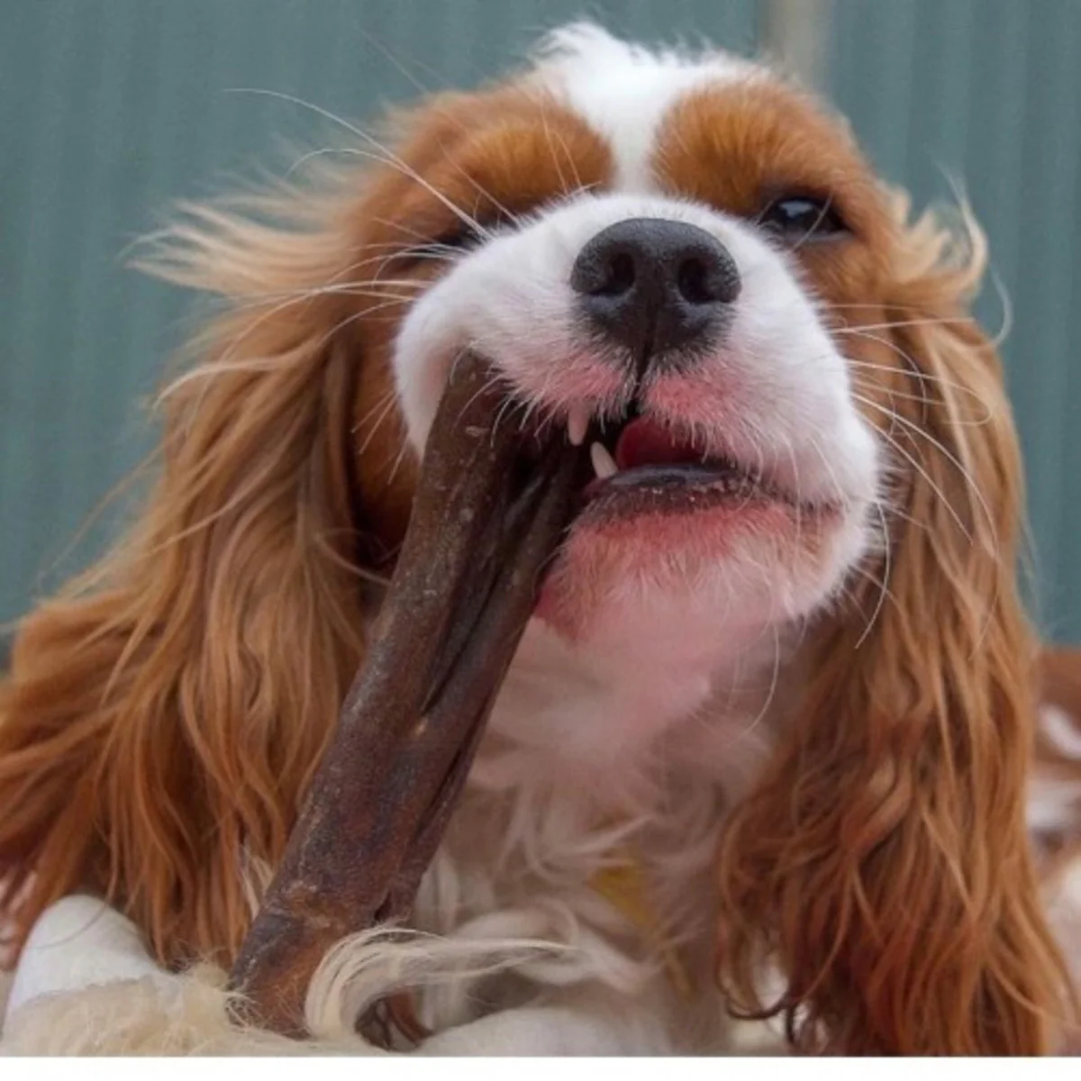 Deer Hide Roll by Anco - Image 2