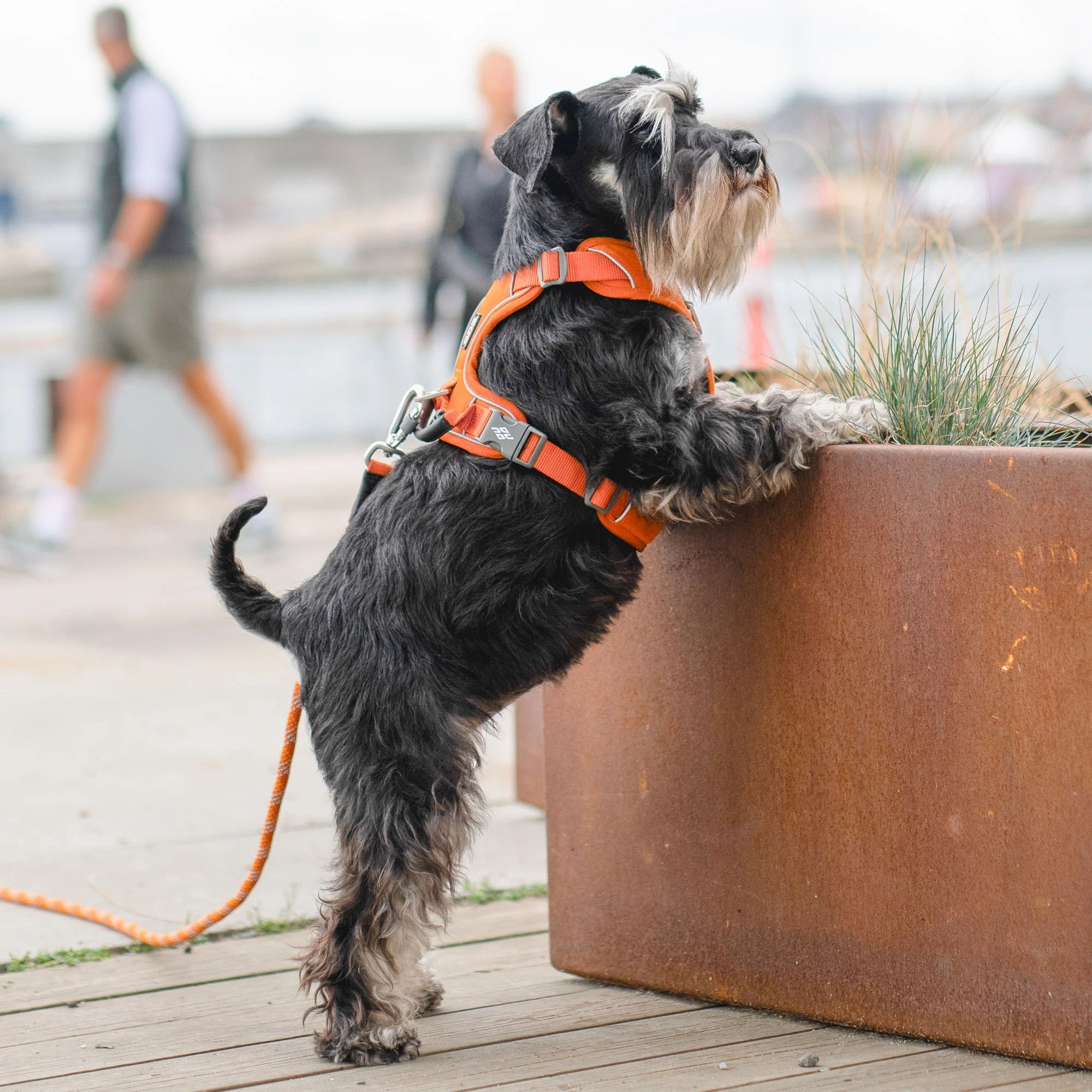 DOG Copenhagen Comfort Walk Pro Harness - Image 11