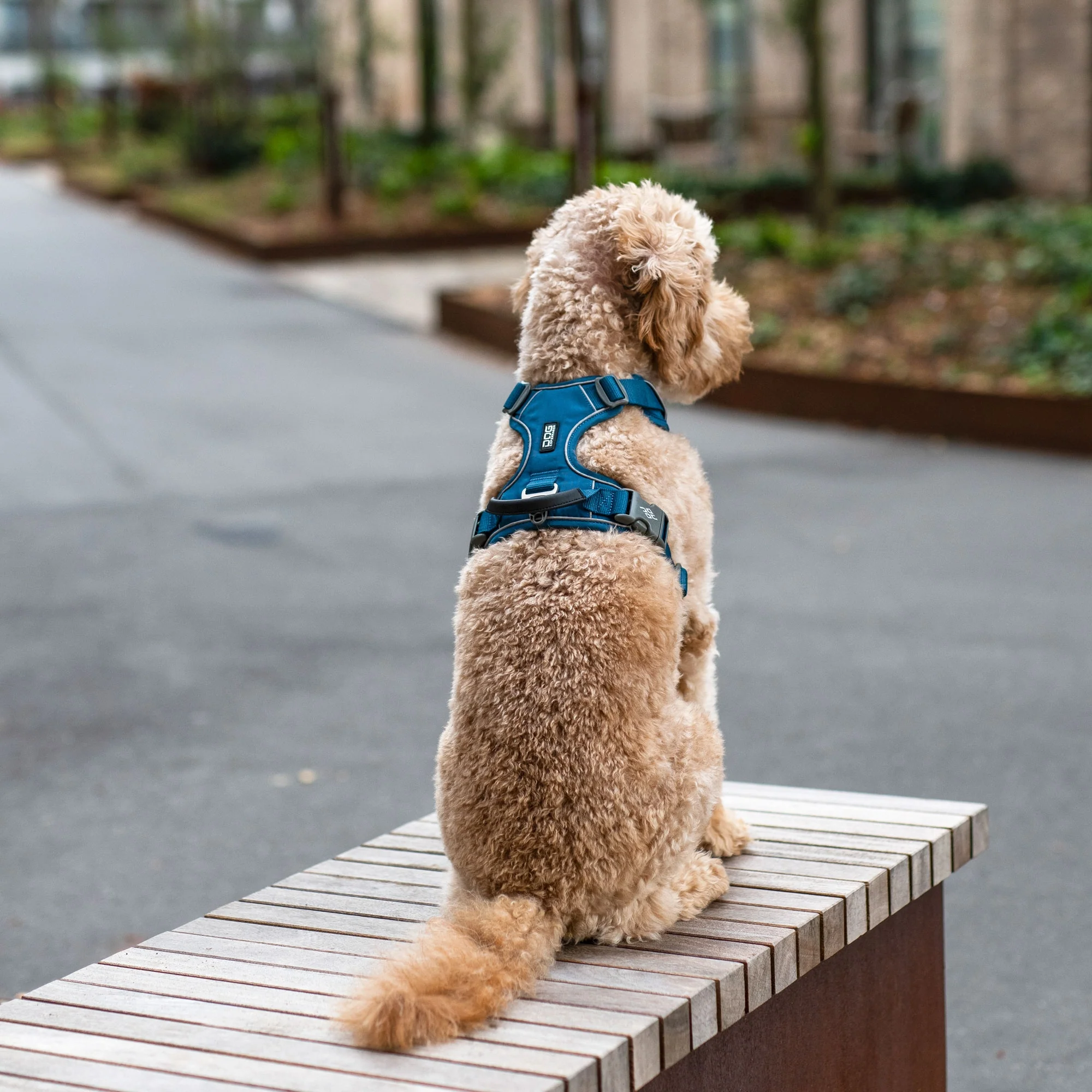 DOG Copenhagen Comfort Walk Pro Harness - Image 13
