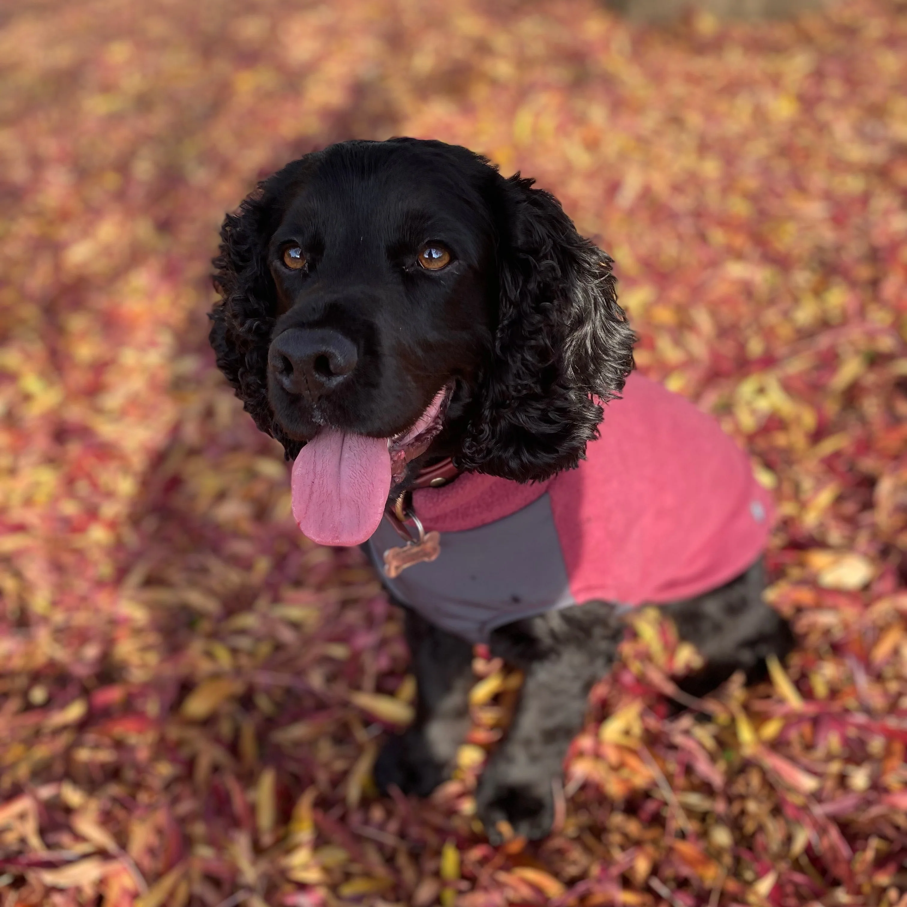 Dog Fleece Jumper with Waterproof Belly Panel - Image 11