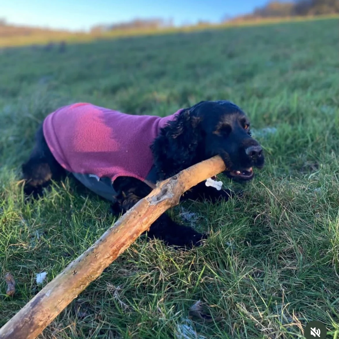 Dog Fleece Jumper with Waterproof Belly Panel - Image 12