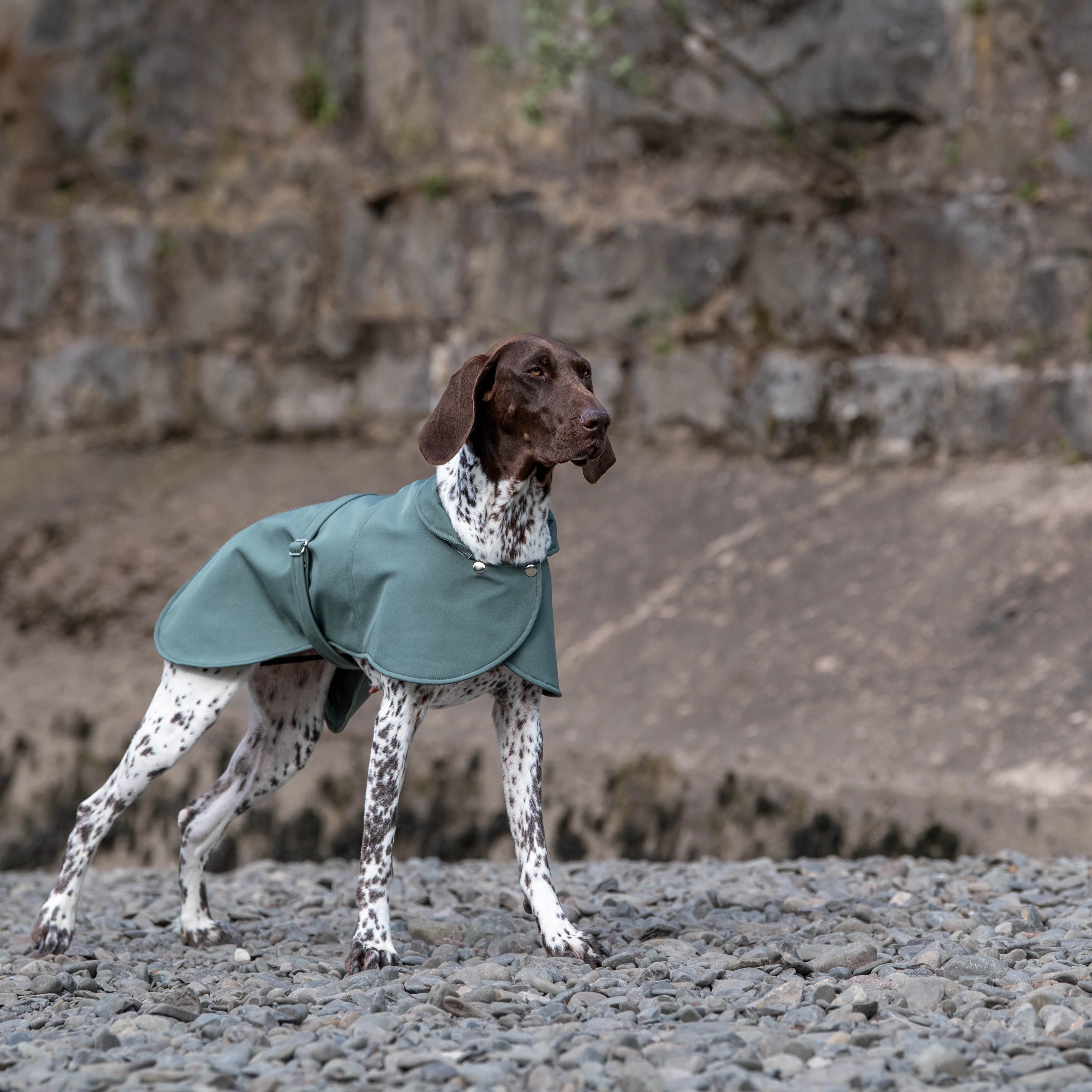 Doghouse Waterproof Coat for Dogs - Image 4