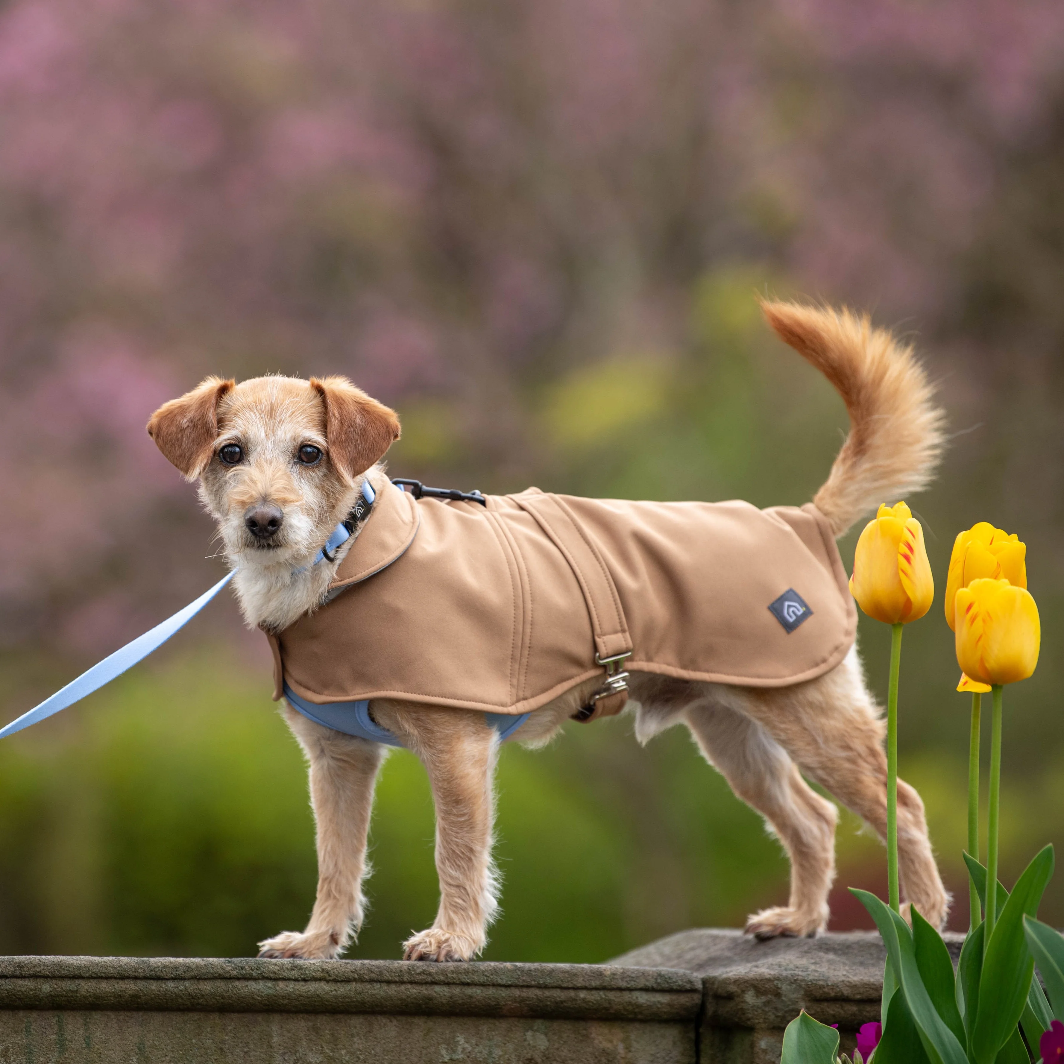Doghouse Waterproof Coat for Dogs - Image 5