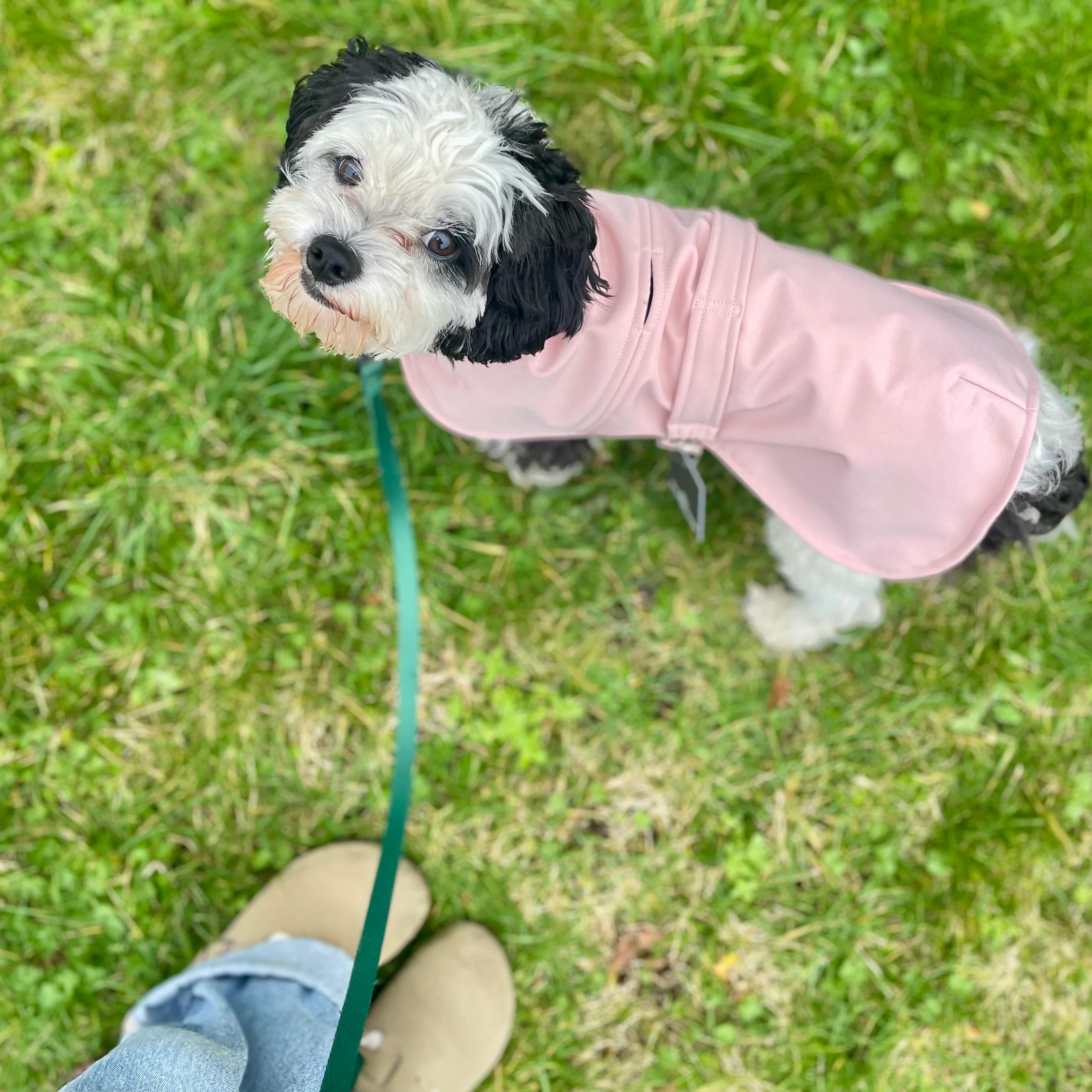 Doghouse Waterproof Coat for Dogs - Image 9