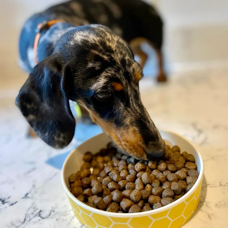 DOGFOOD Grain Free Chicken for Small Breed Adult Dogs - Image 6