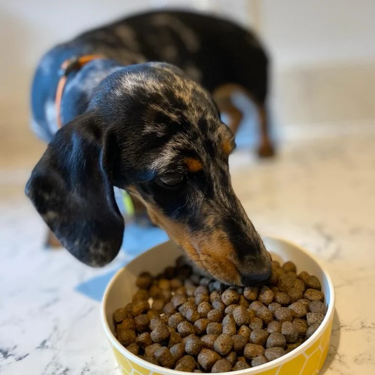 DOGFOOD Sample Pack of Adult Dog Food - Image 2