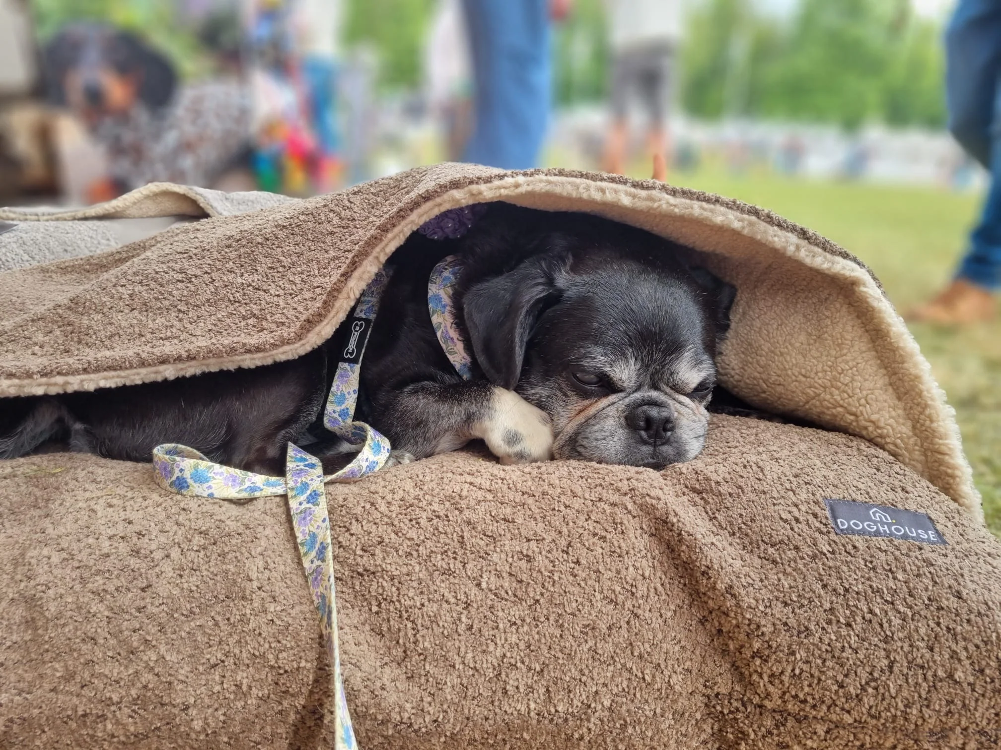 Doghouse Burrow Bed for Dogs - Image 9