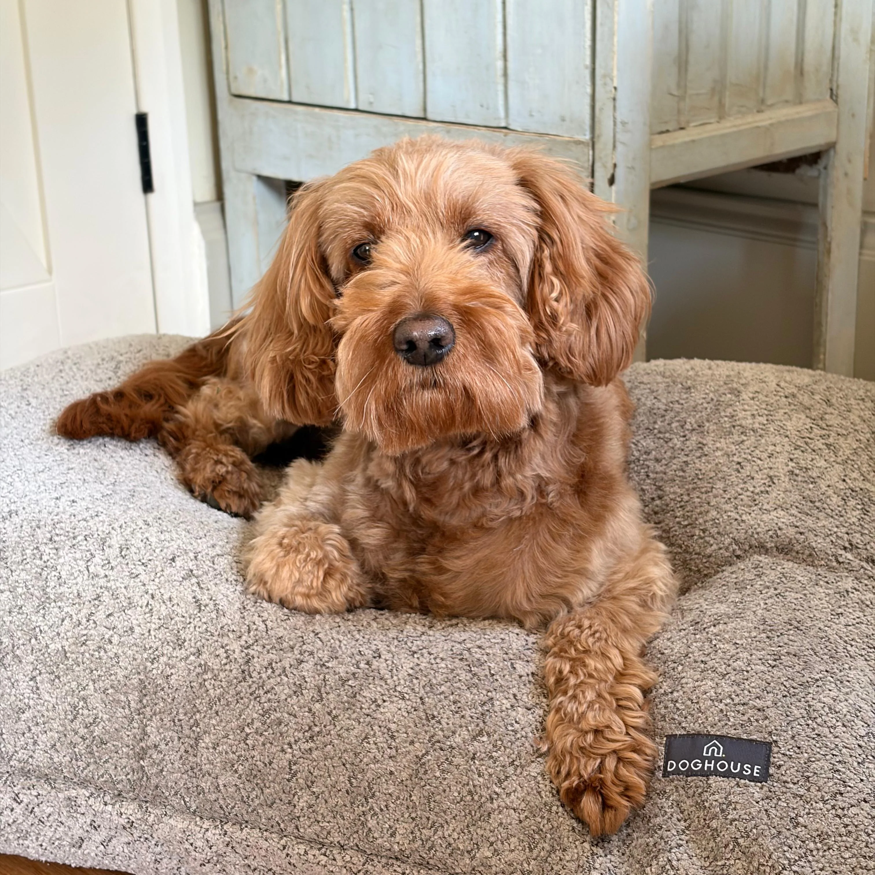 Doghouse Chenille Bed Pad for Dogs - Image 7