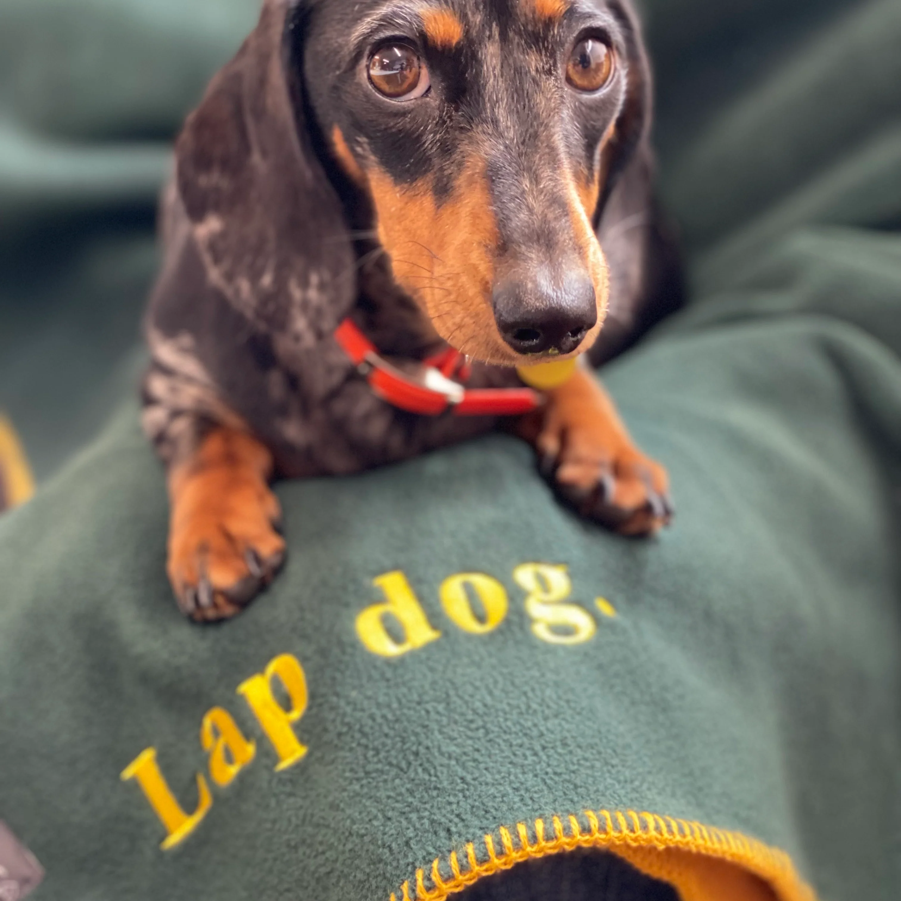 Doghouse Fleece Dog Blanket Statements - Image 4