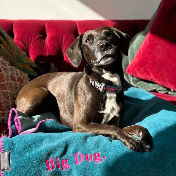 Doghouse Double-Lined Stitch Blankets for Pets - Image 6