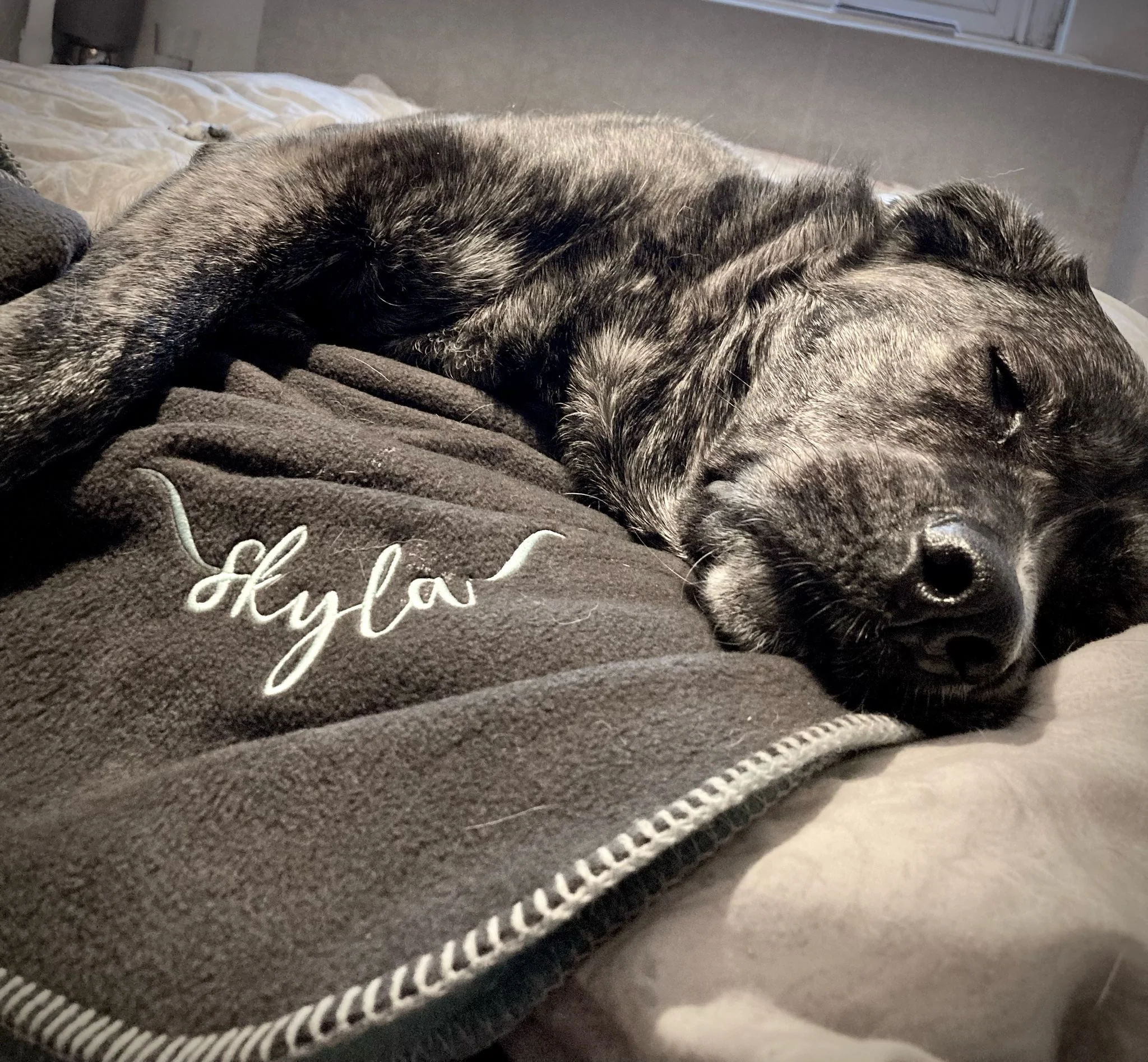 Doghouse Double-Lined Stitch Blankets for Pets - Image 8