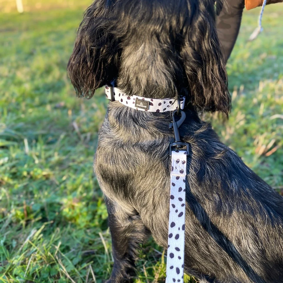 Doghouse Everyday Comfort Dog Collar in Dalmatian Spot - Image 2
