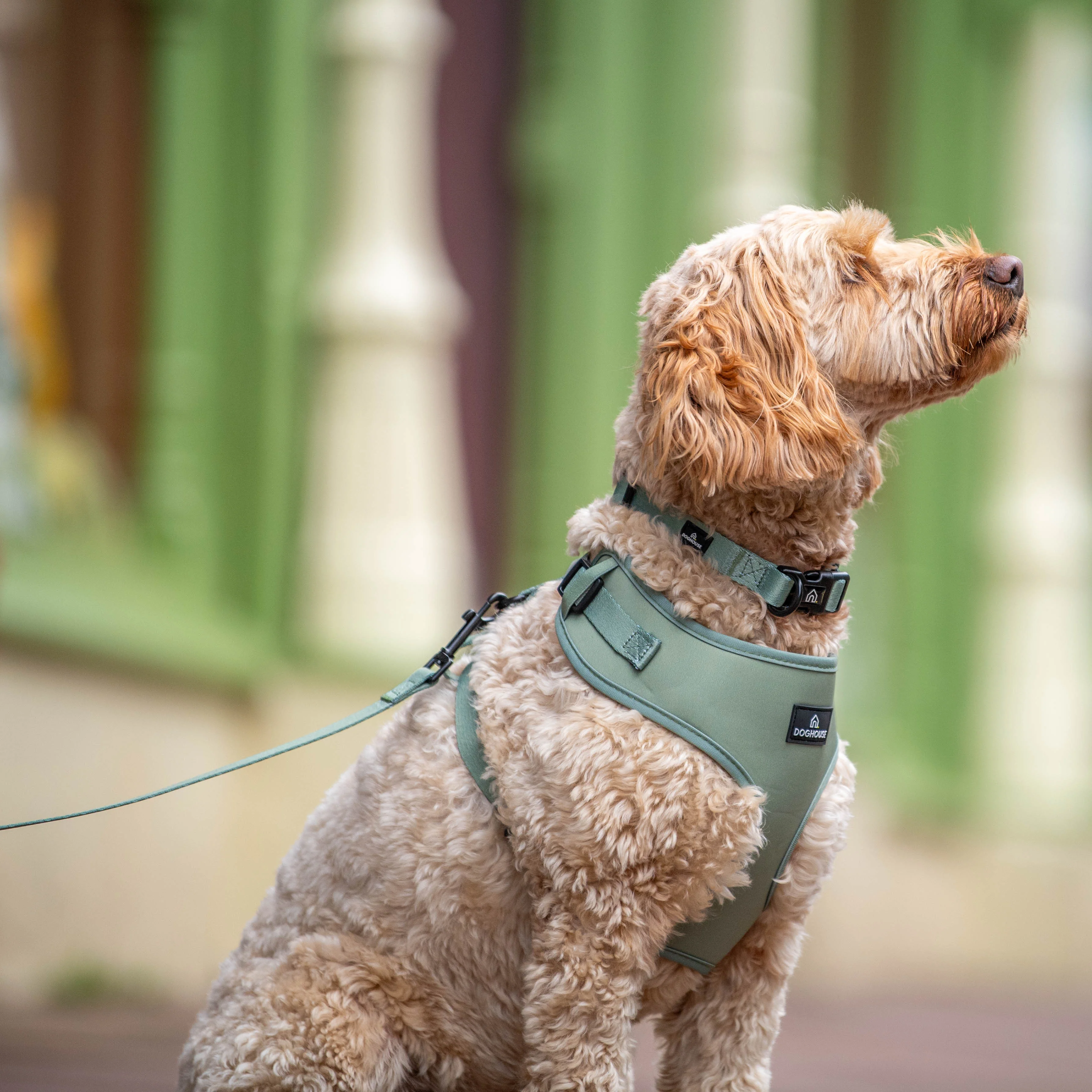 Doghouse Everyday Comfort Dog Collar in Olive Green - Image 2