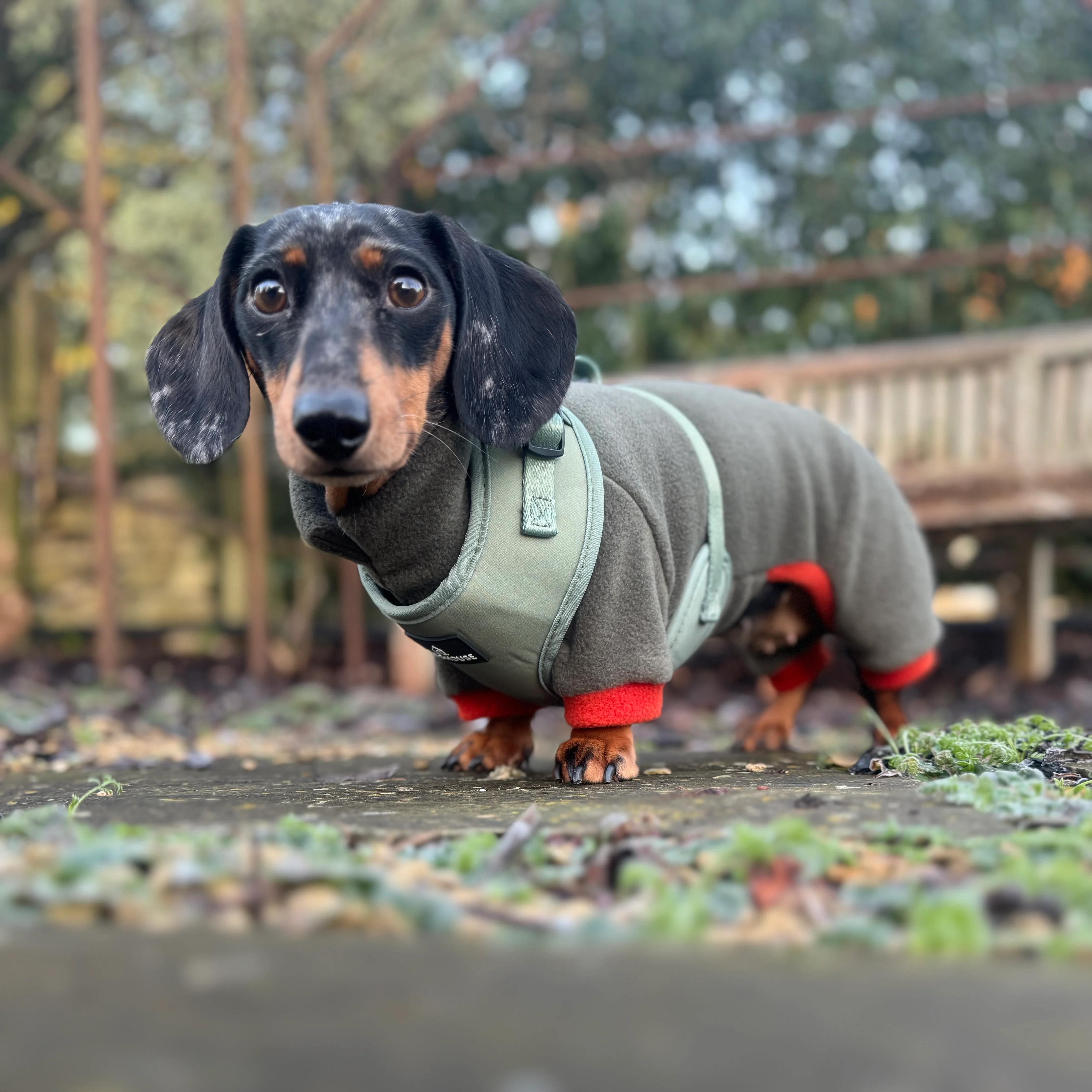 Doghouse Everyday Comfort Harness in Olive Green - Image 4