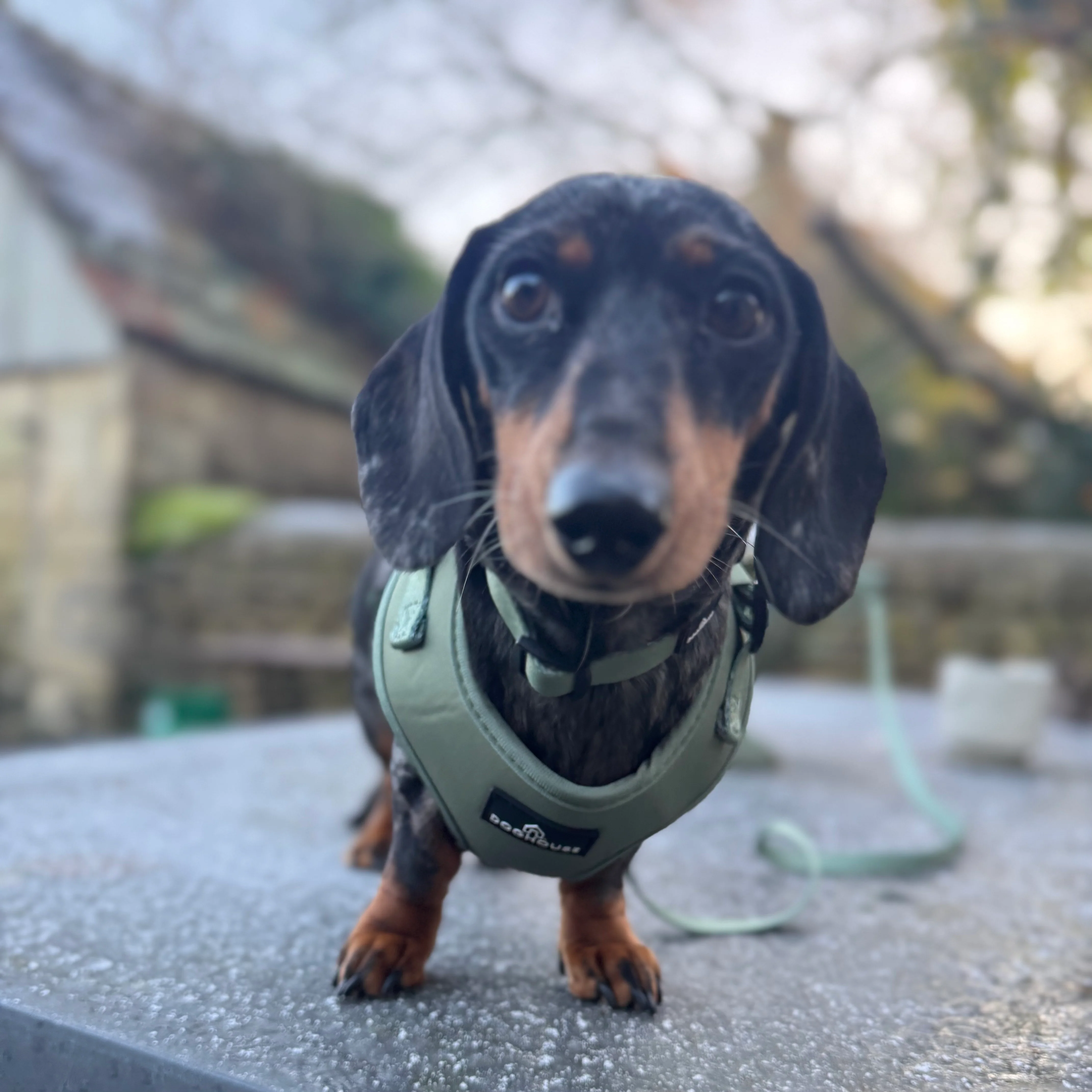Doghouse Everyday Comfort Dog Collar in Olive Green - Image 6